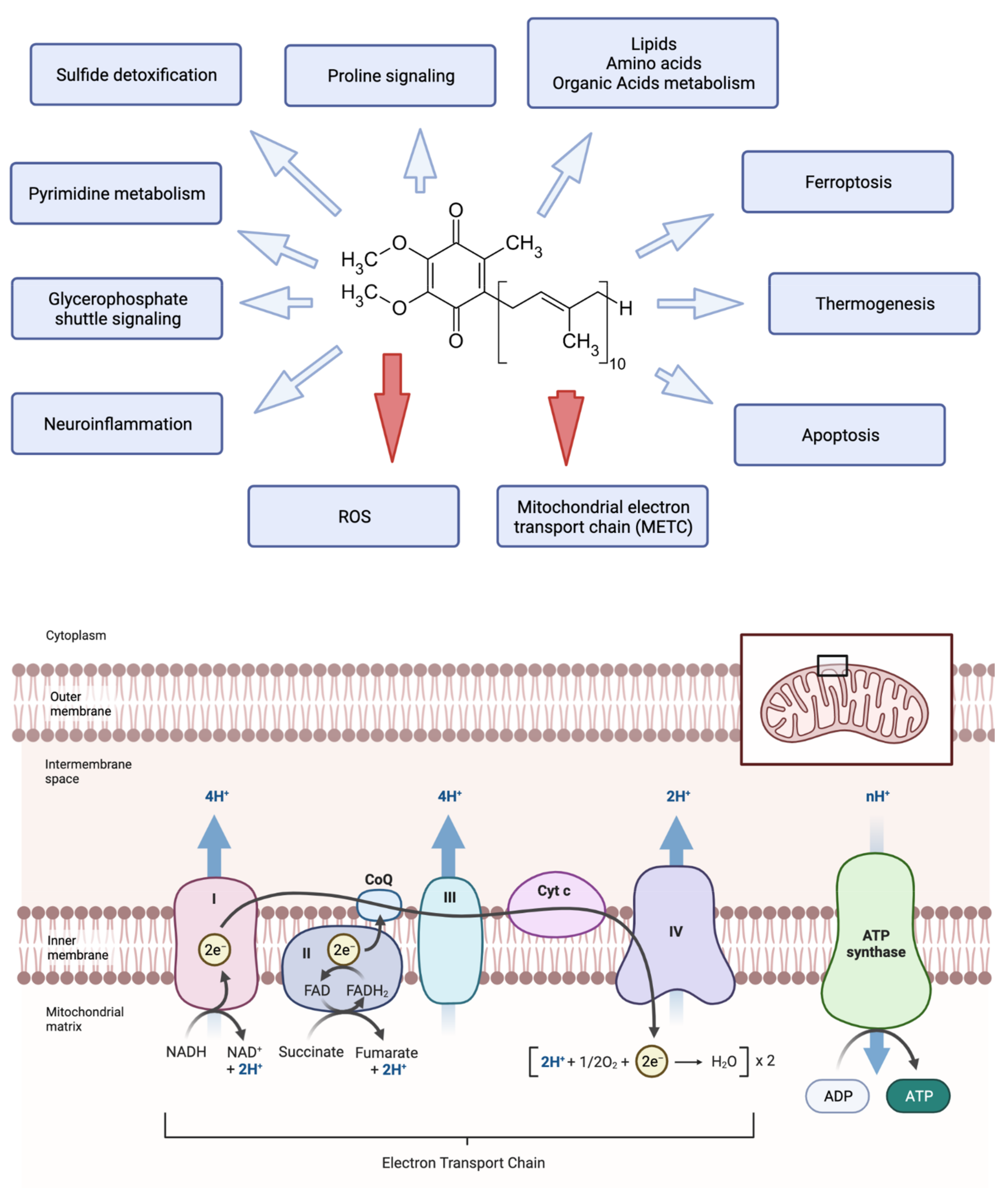 Antioxidants 12 00718 g001