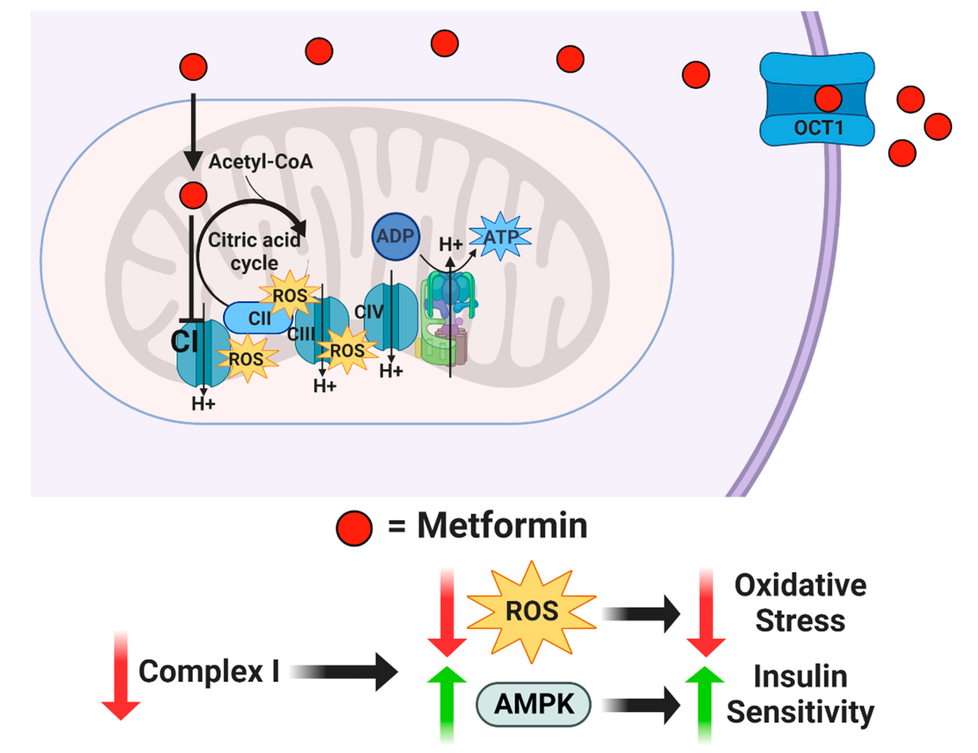 Antioxidants 12 00719 g001