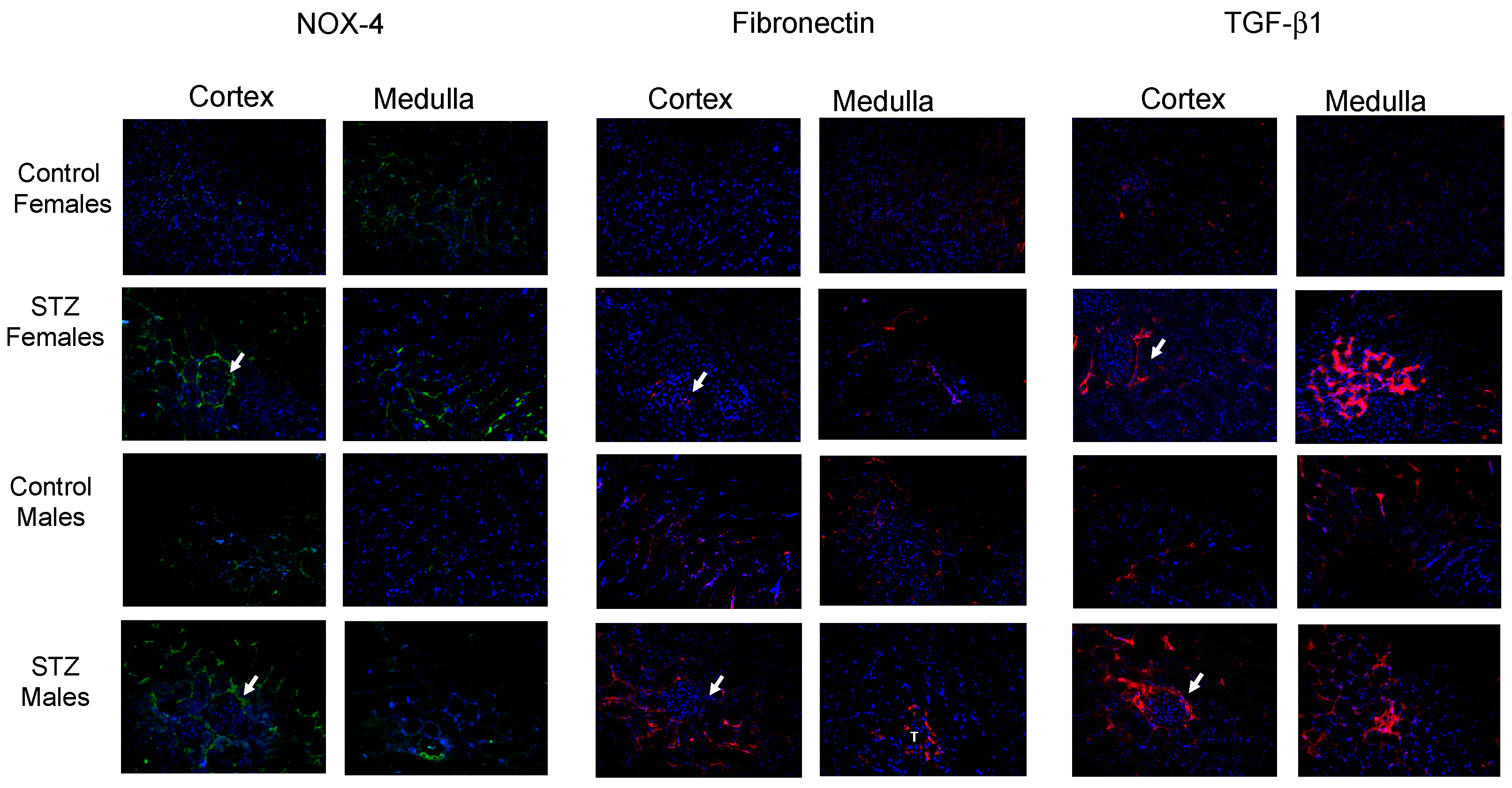 Antioxidants 12 00729 g005
