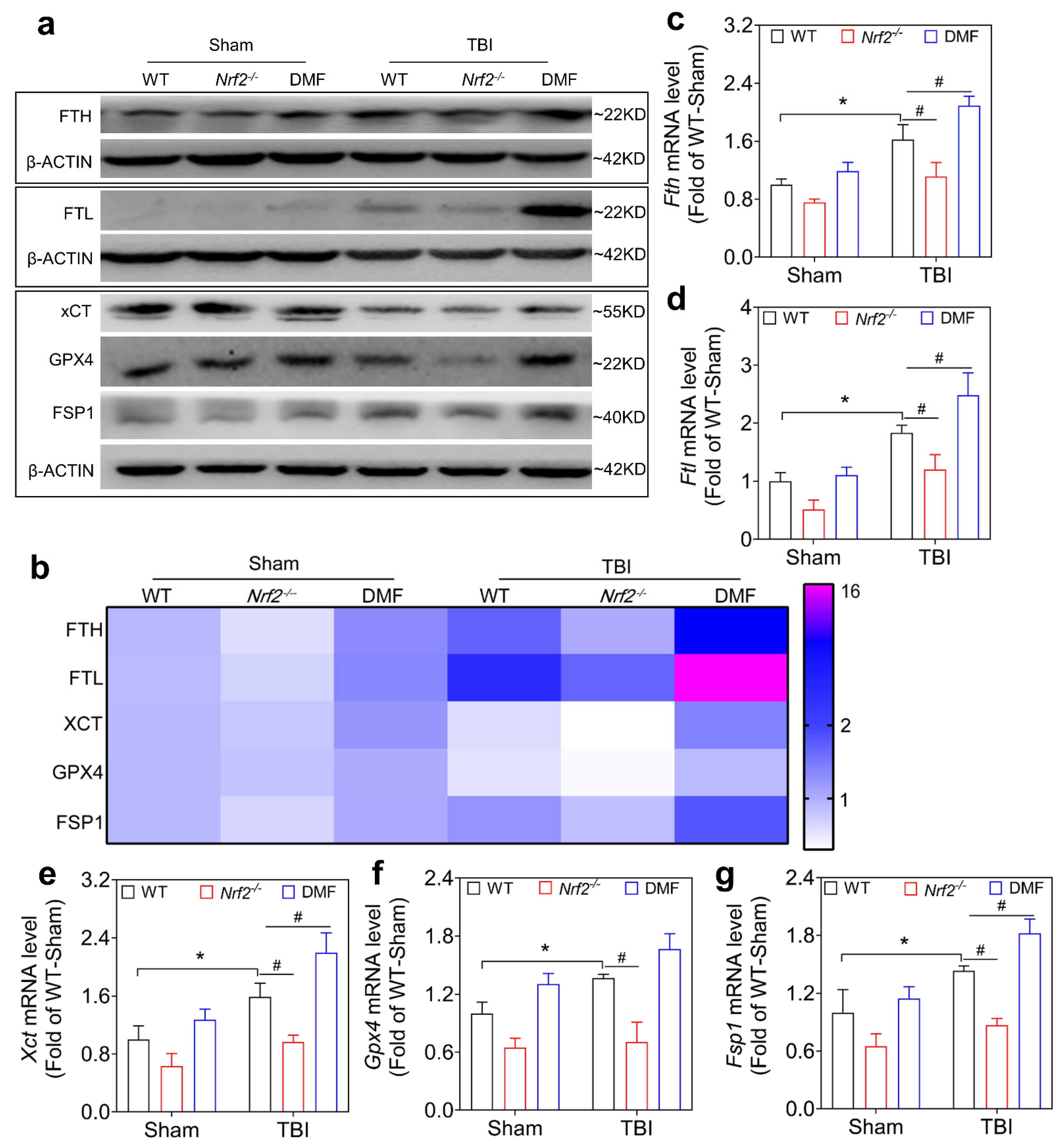 Antioxidants 12 00731 g005