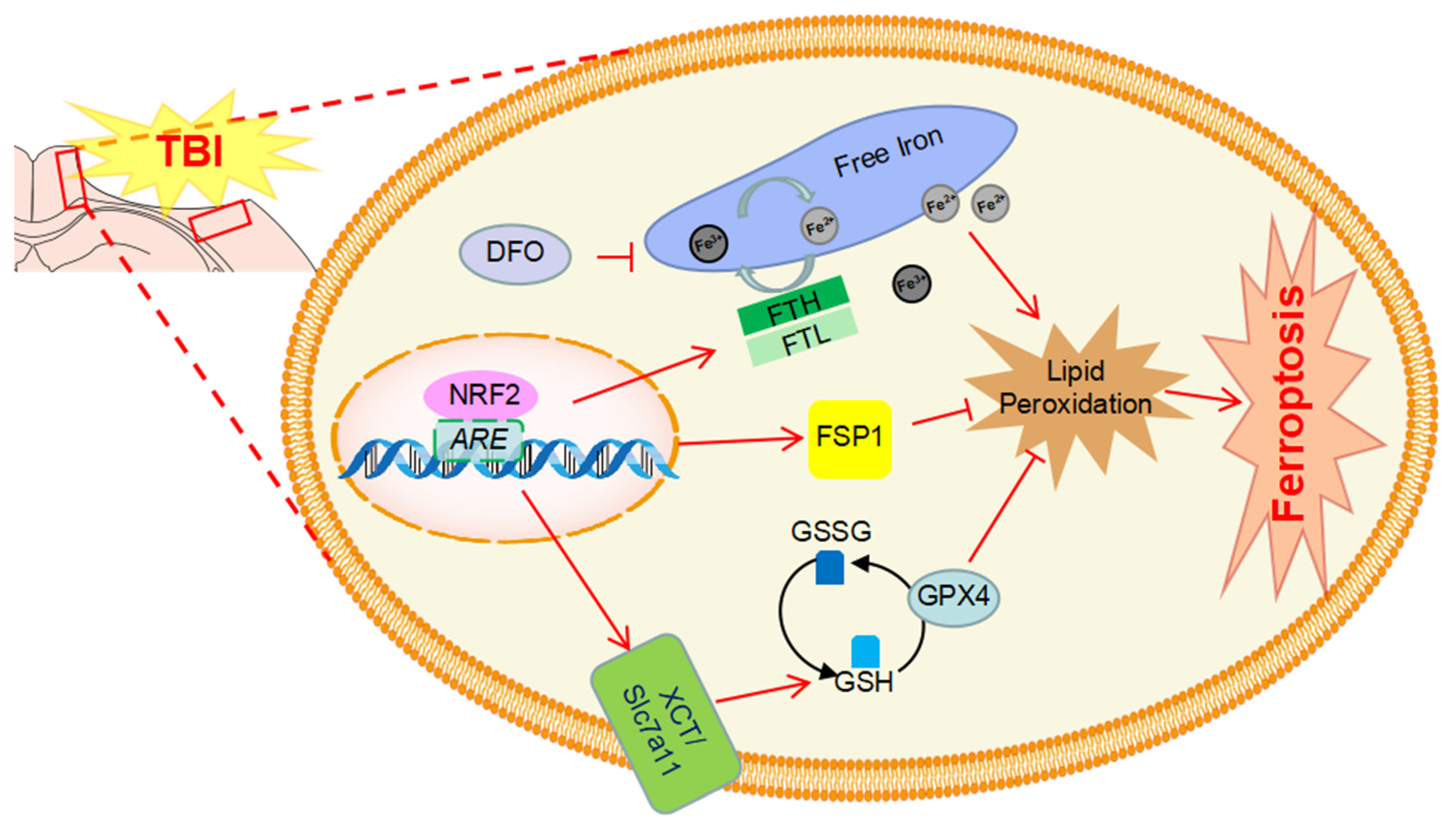 Antioxidants 12 00731 g006