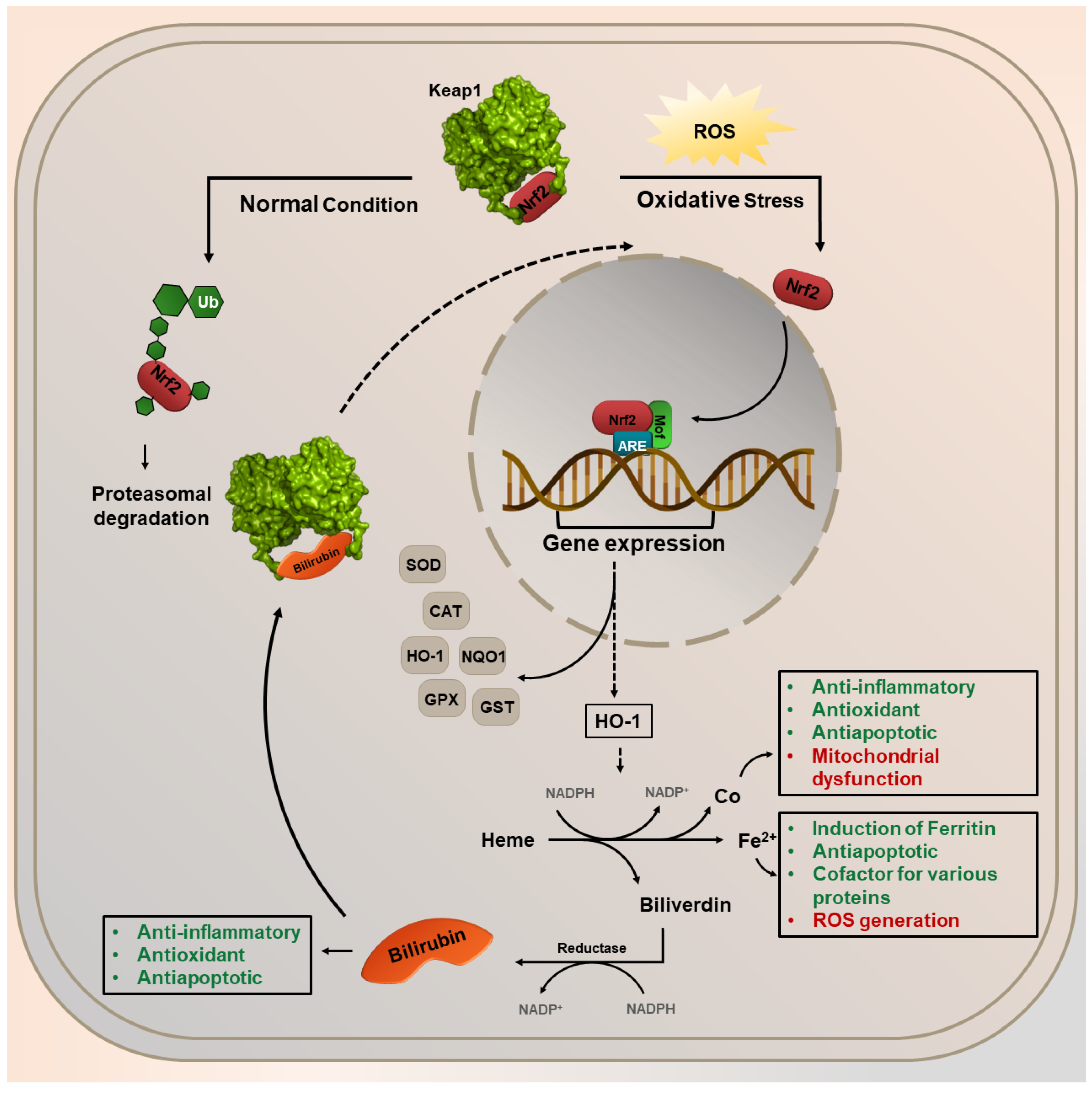 Antioxidants 12 00735 g001 Antioxidants 12 00735 g001