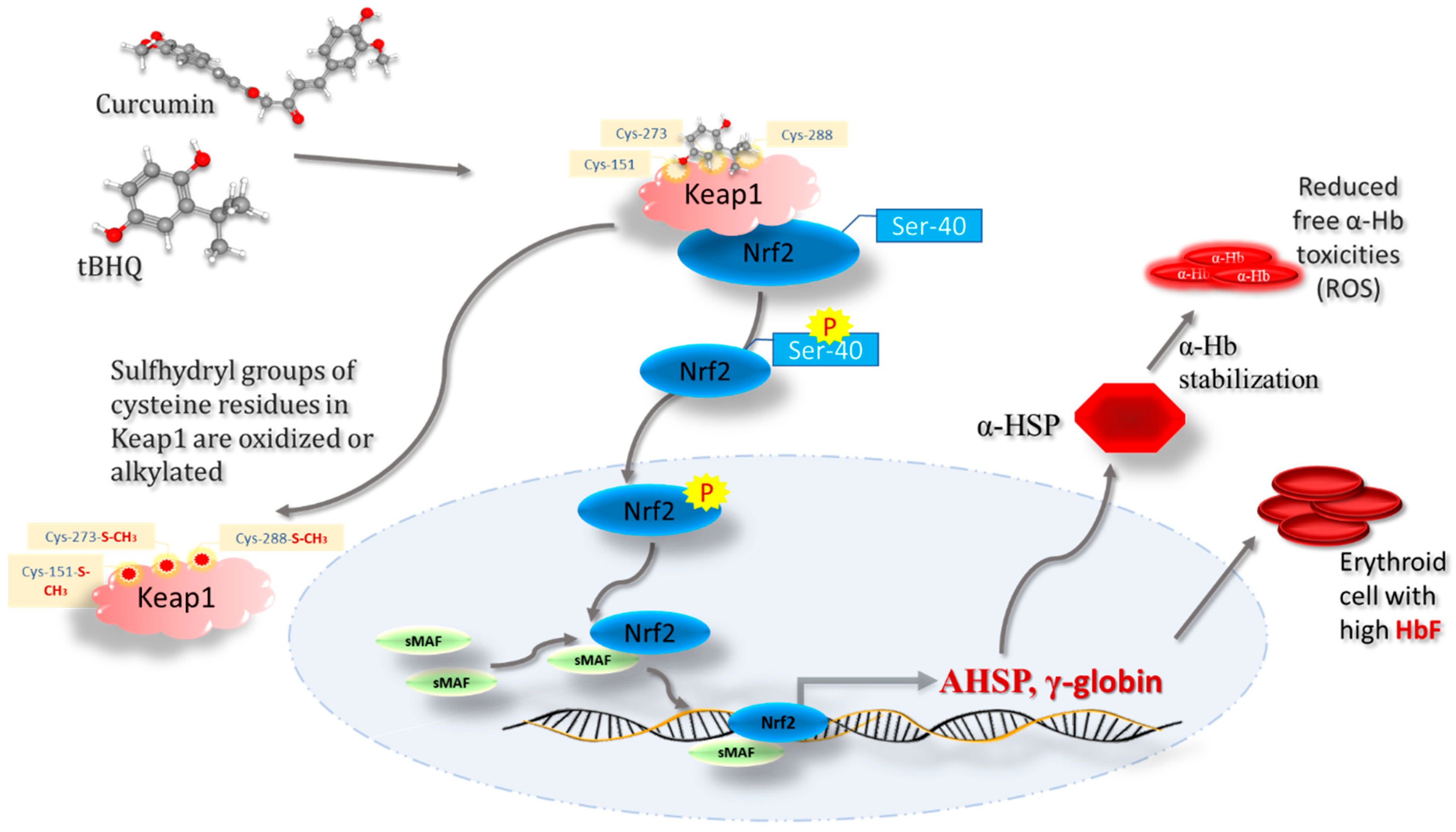 Antioxidants 12 00740 g004