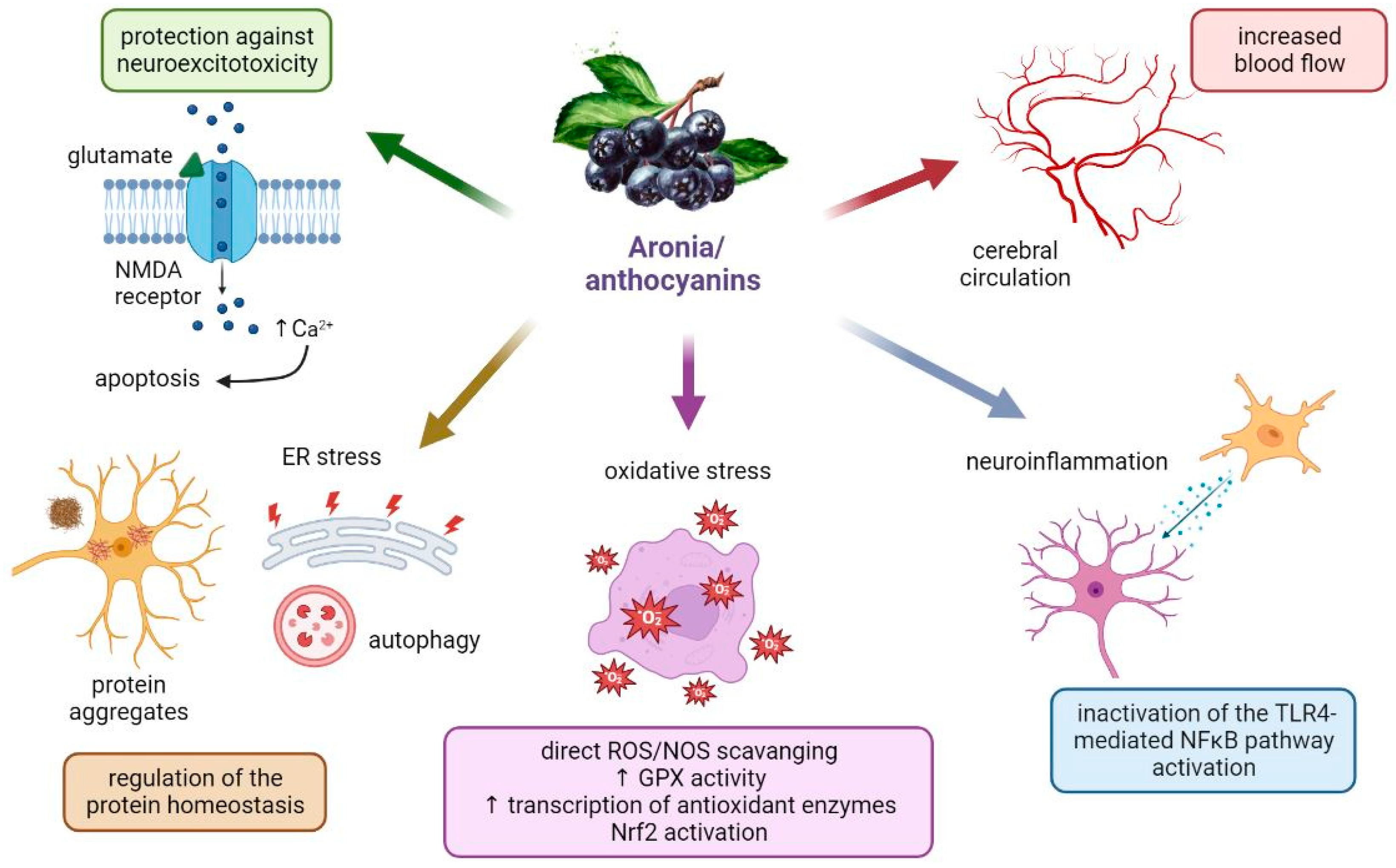 Antioxidants 12 00746 g004