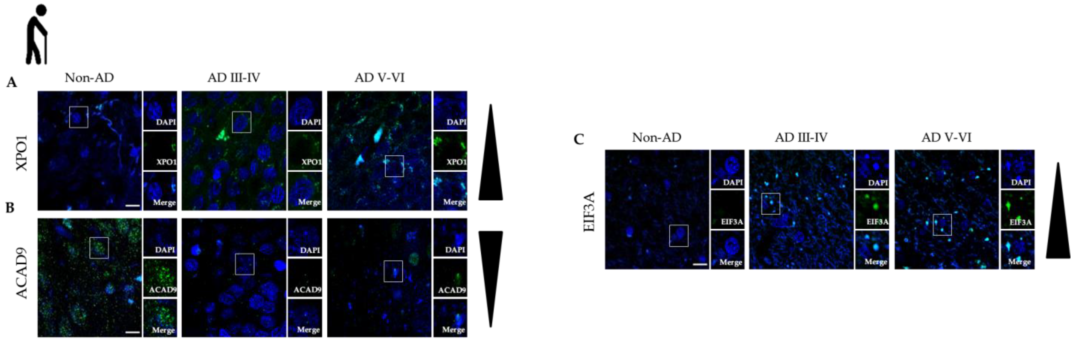 Antioxidants 12 00747 g005