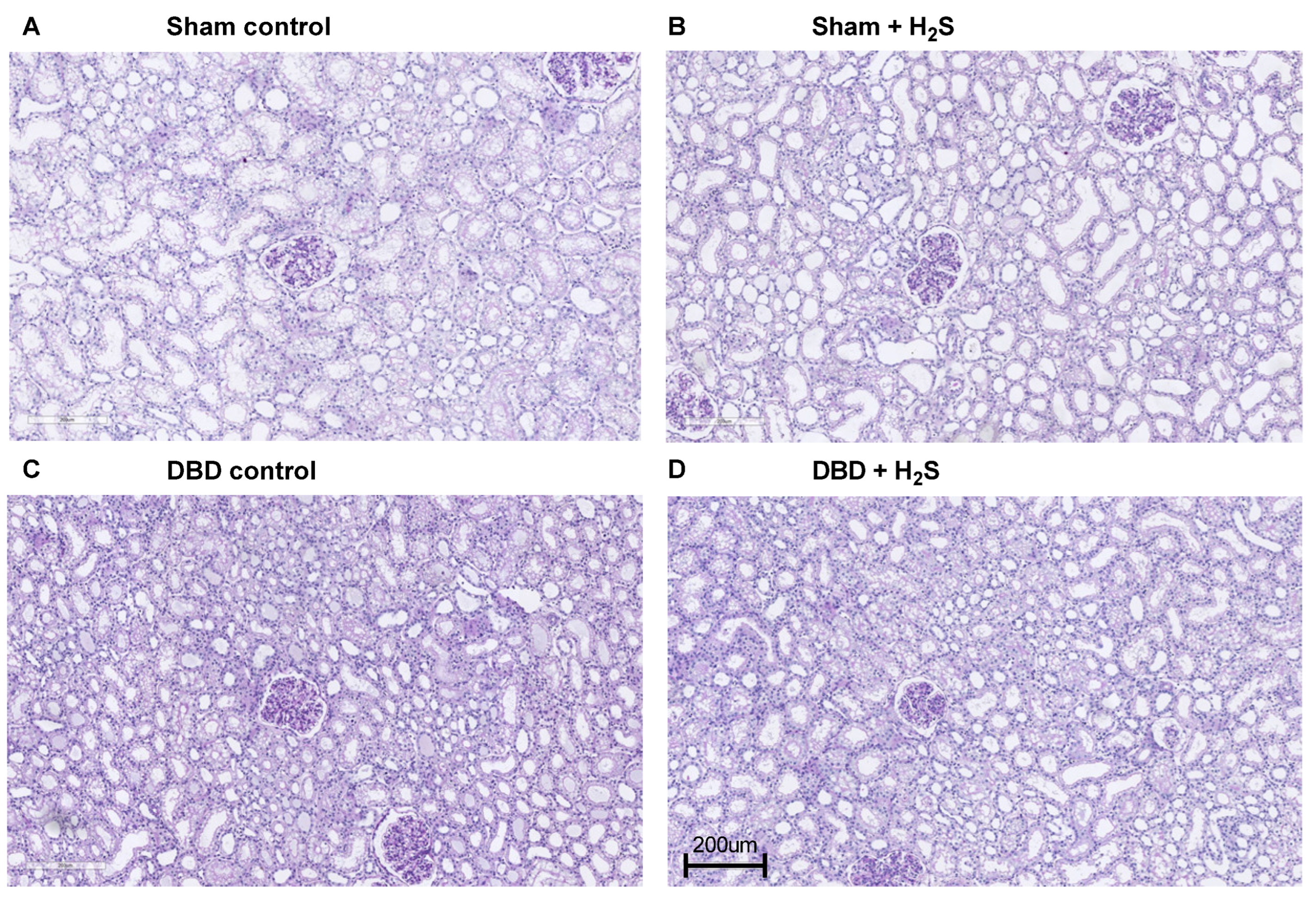 Antioxidants 12 00749 g006