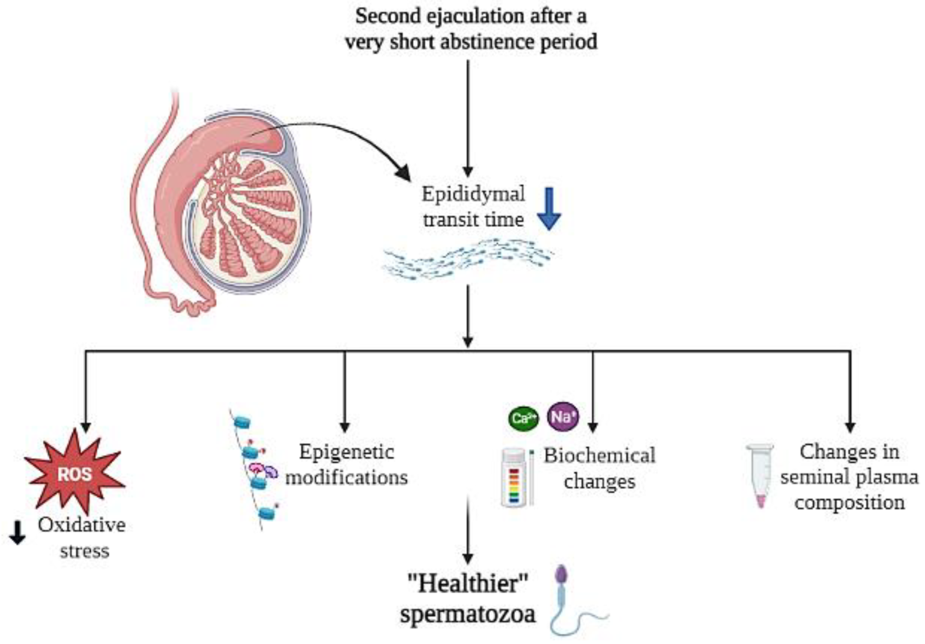 Antioxidants 12 00752 g008