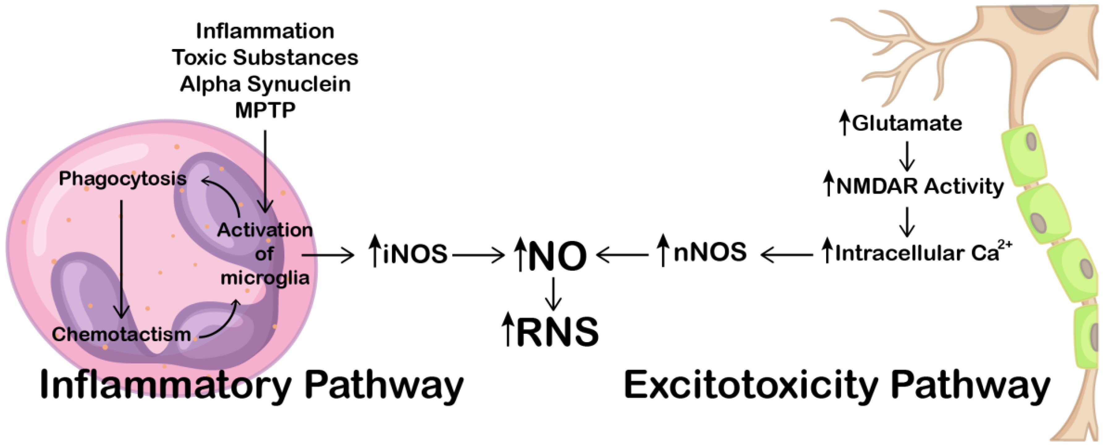 Antioxidants 12 00753 g002 Antioxidants 12 00753 g002