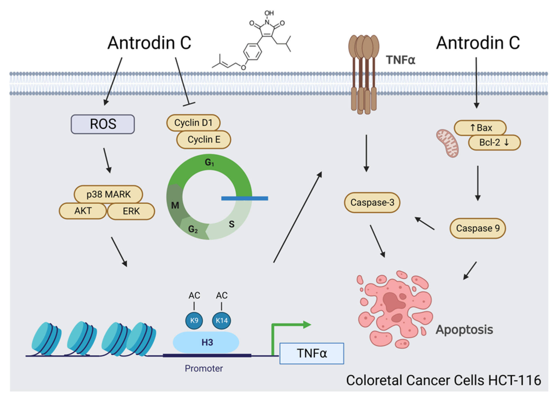 Antioxidants 12 00764 g008
