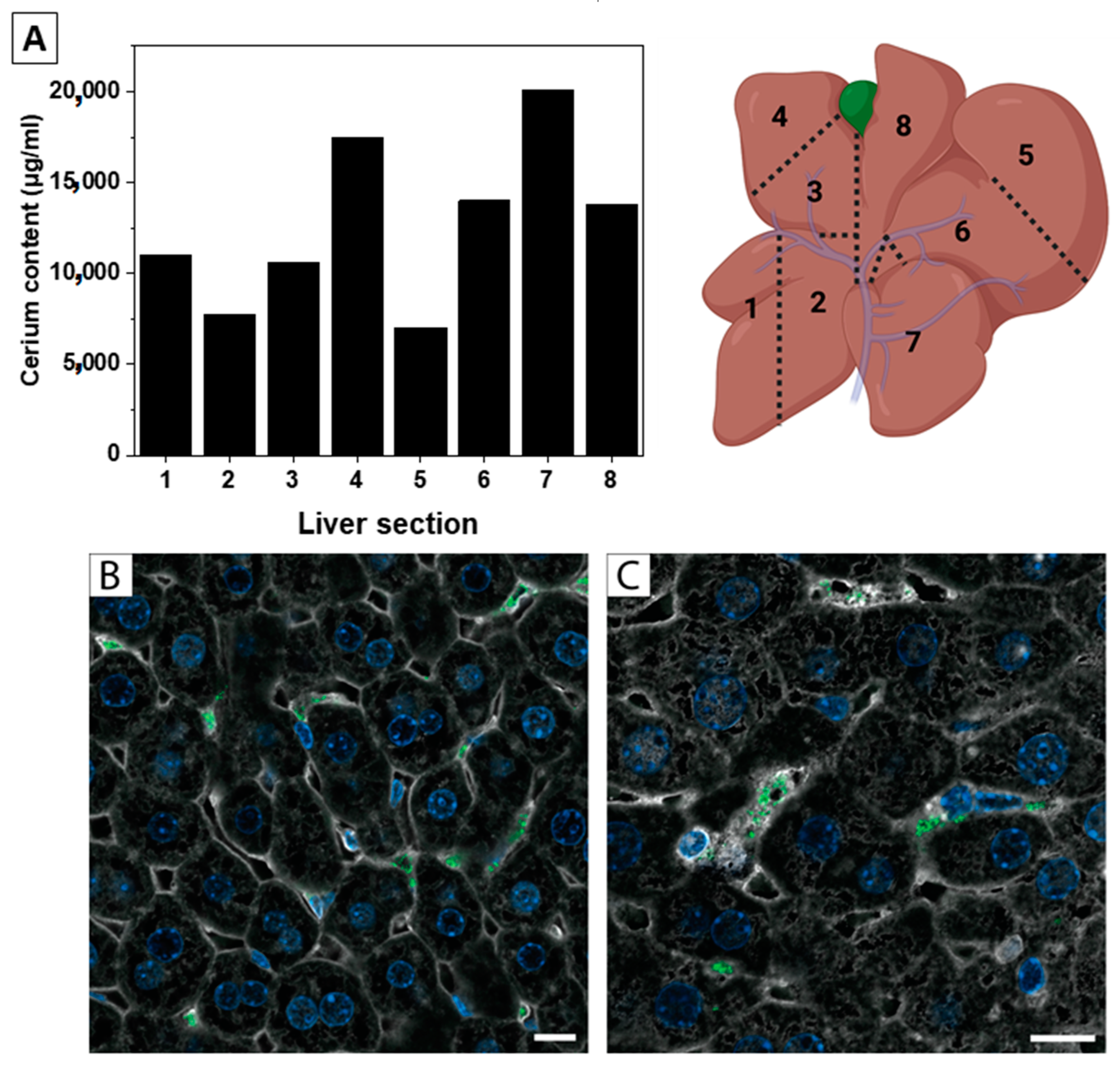 Antioxidants 12 00765 g001