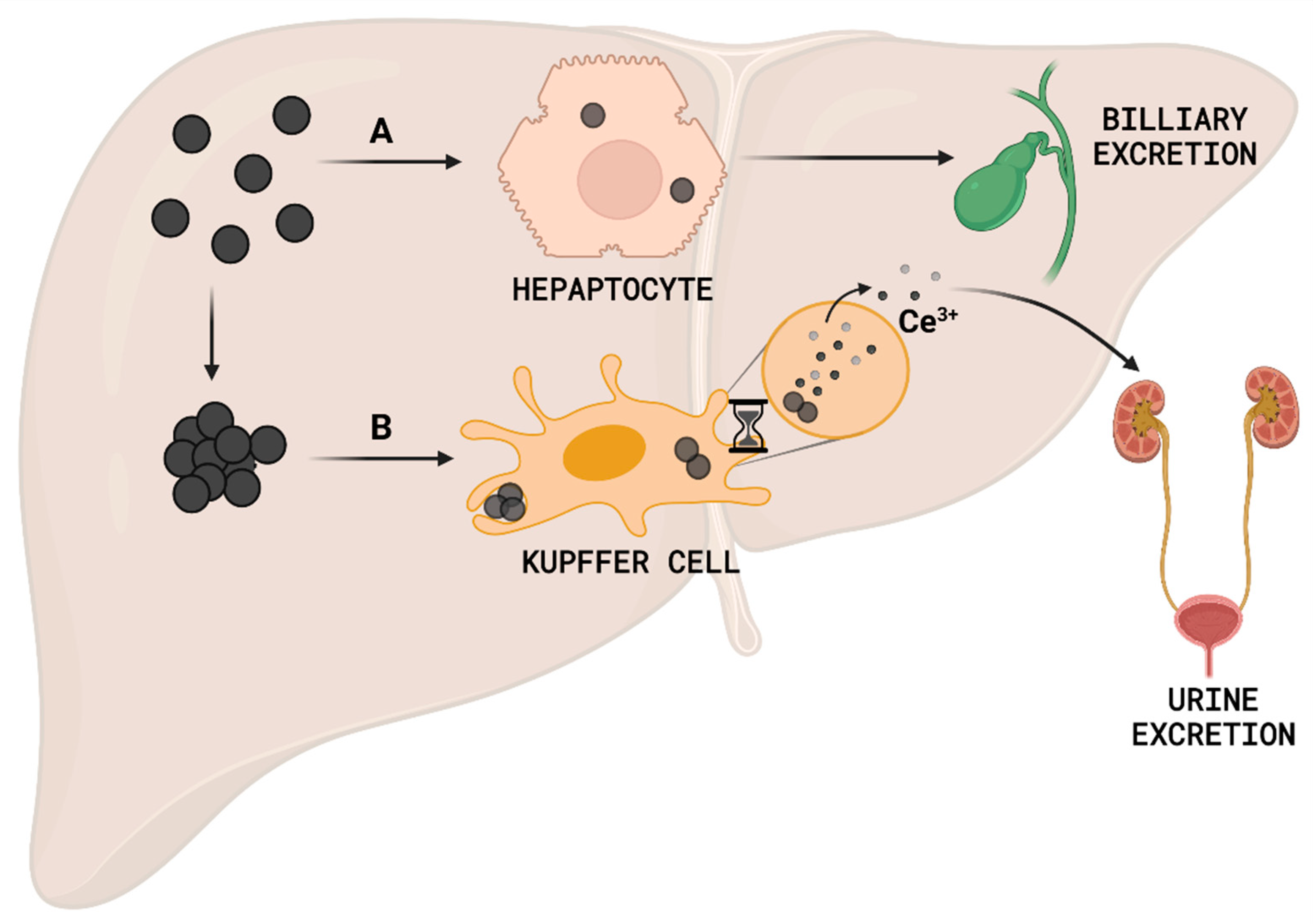 Antioxidants 12 00765 g006