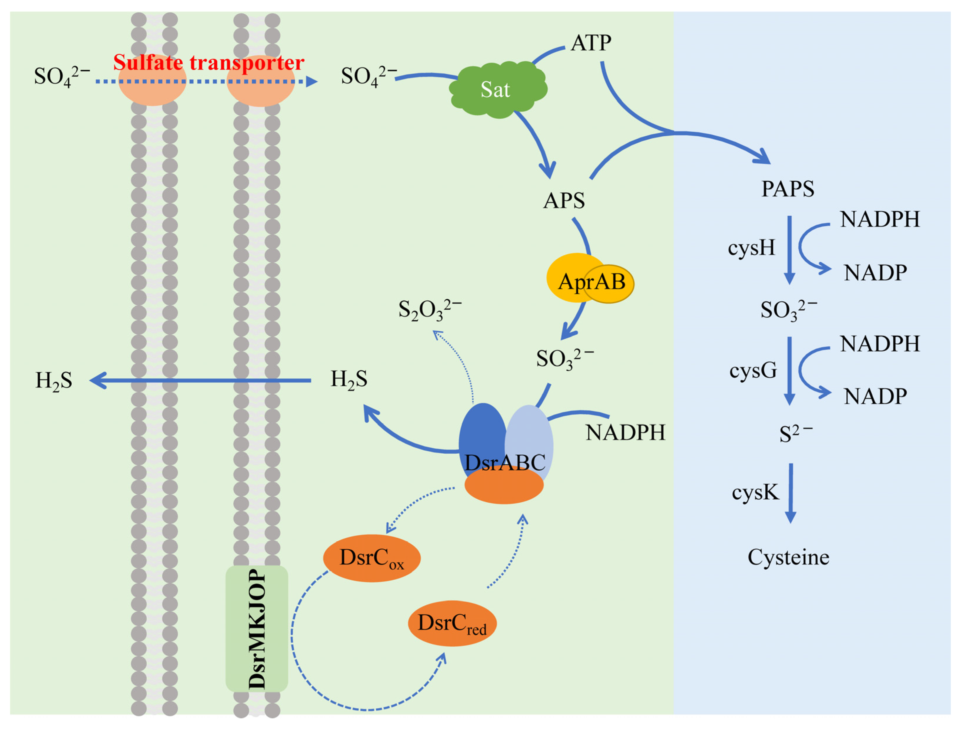 Antioxidants 12 00767 g004