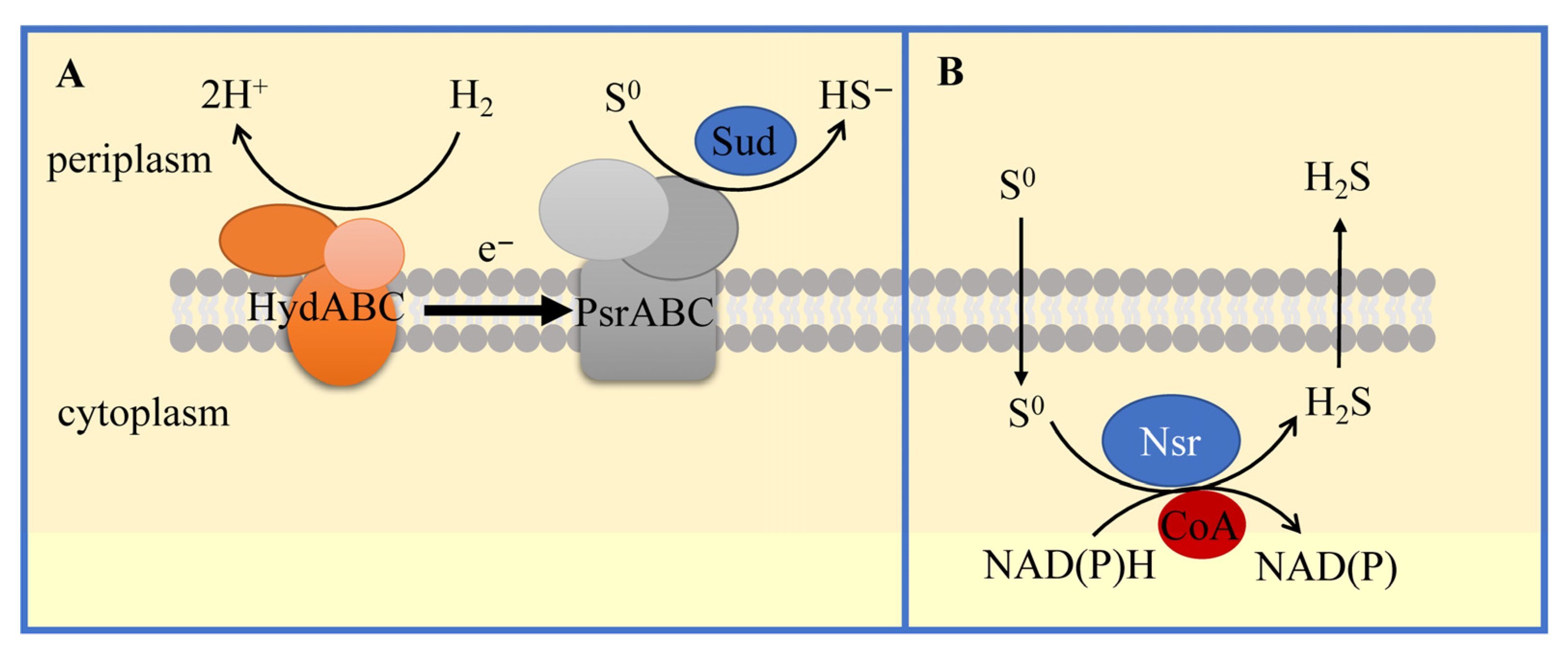 Antioxidants 12 00767 g005