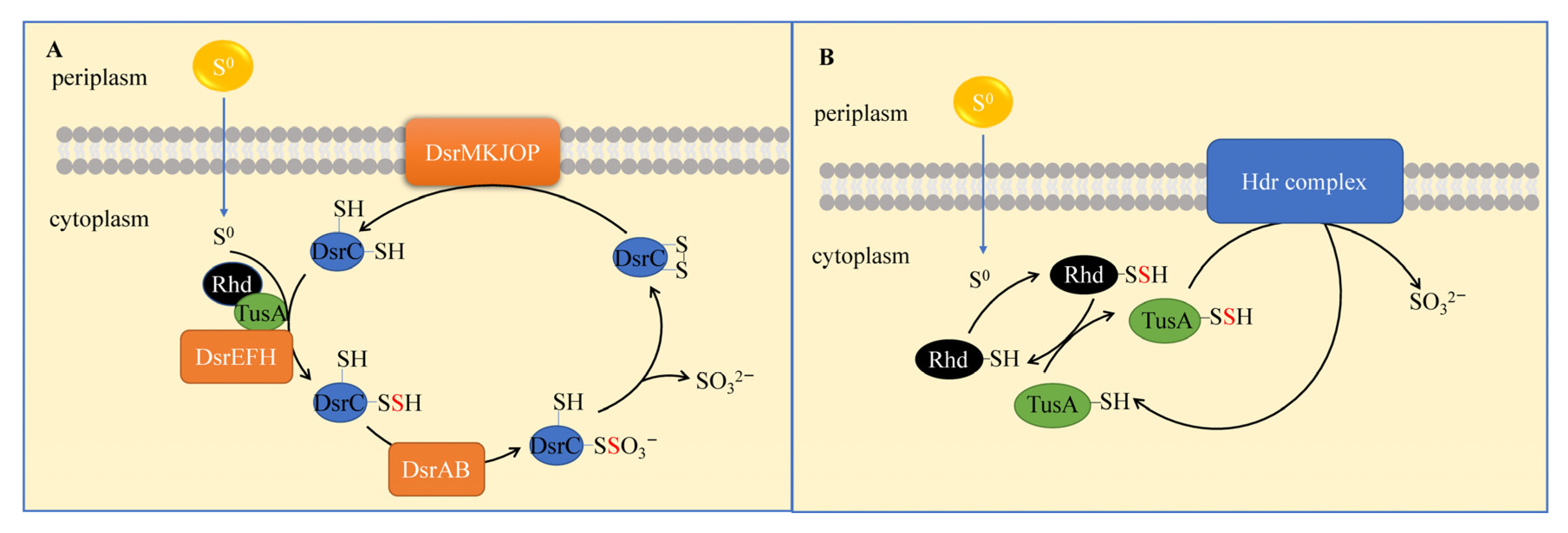 Antioxidants 12 00767 g007