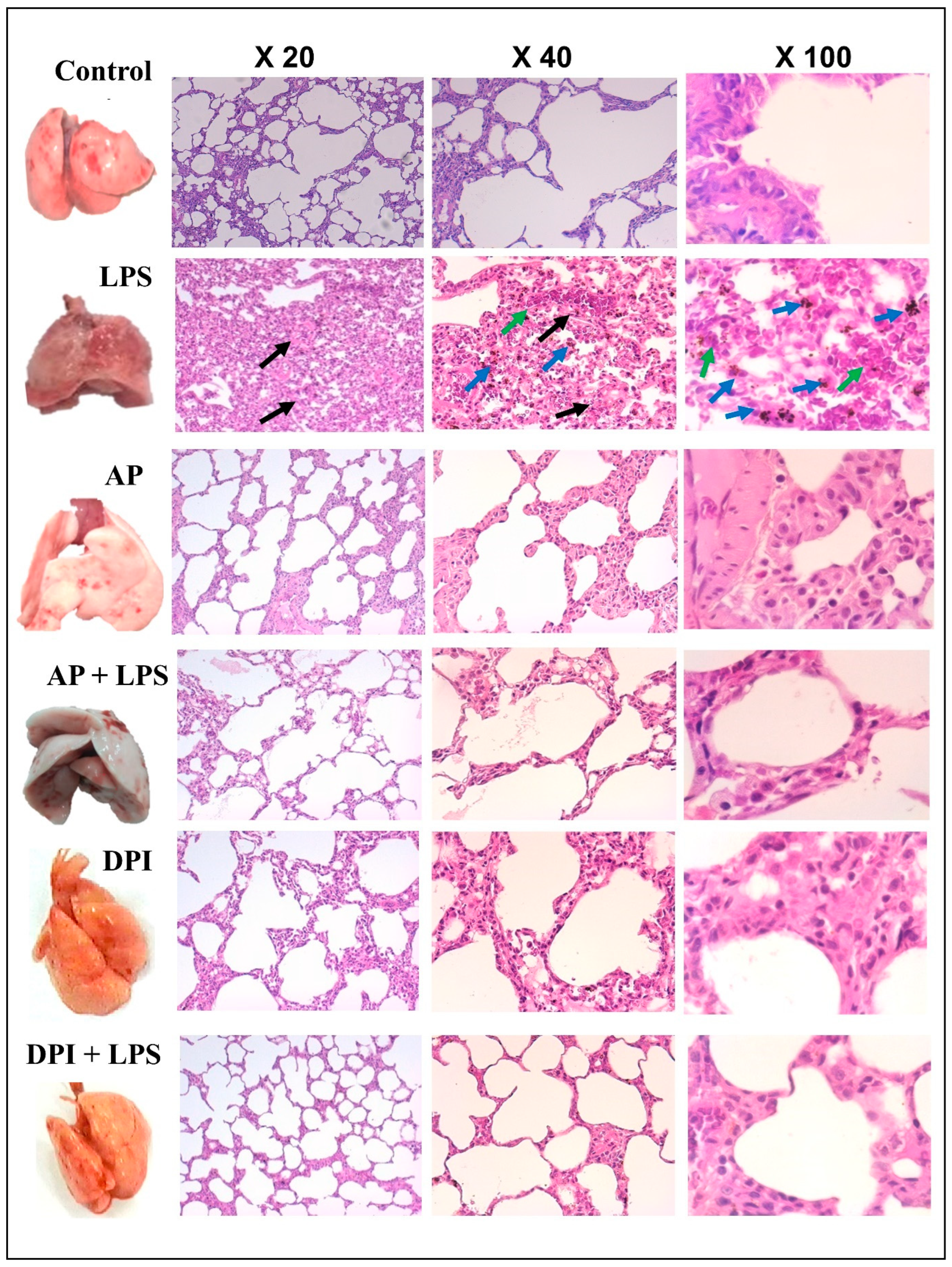 Antioxidants 12 00770 g003 Antioxidants 12 00770 g003