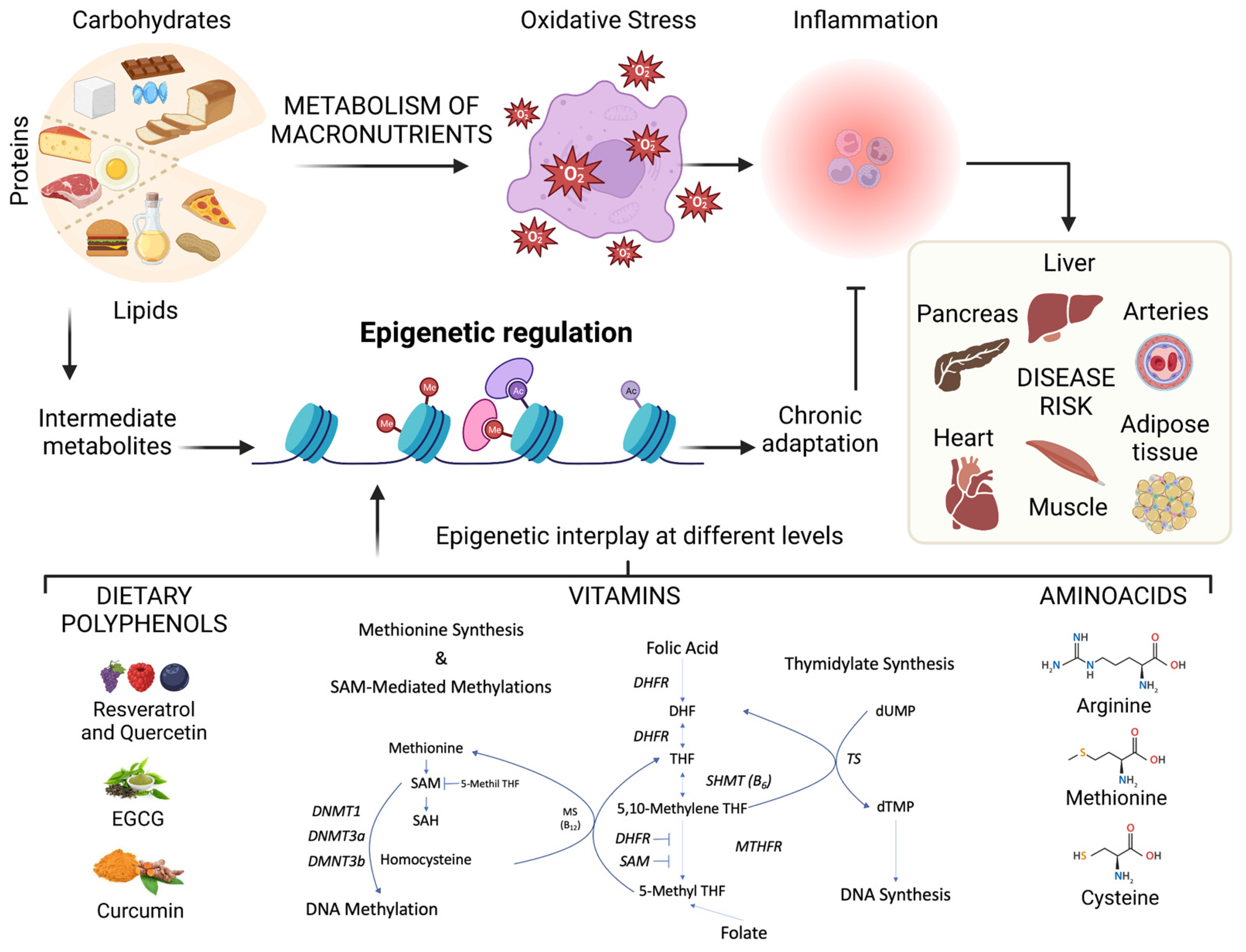 Antioxidants 12 00771 g003