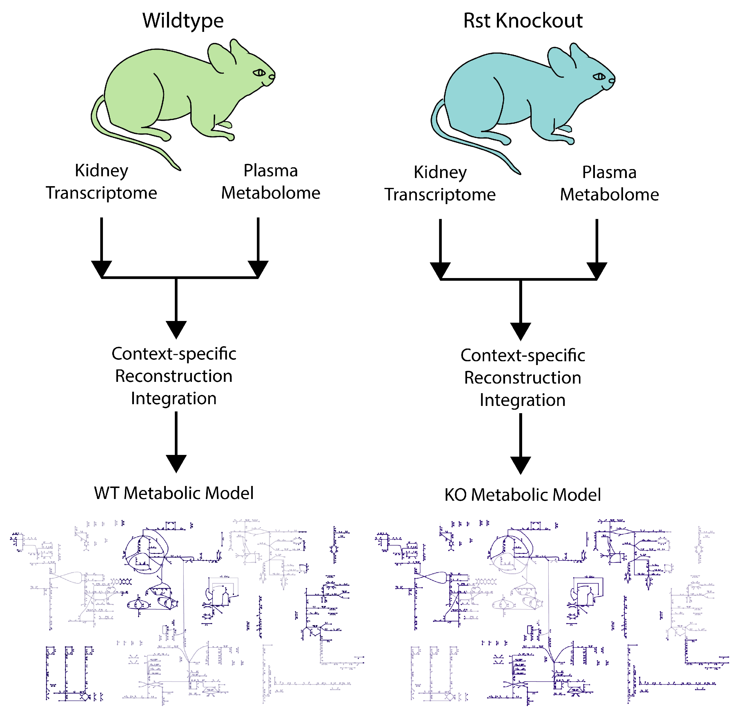 Antioxidants 12 00780 g004 Antioxidants 12 00780 g004