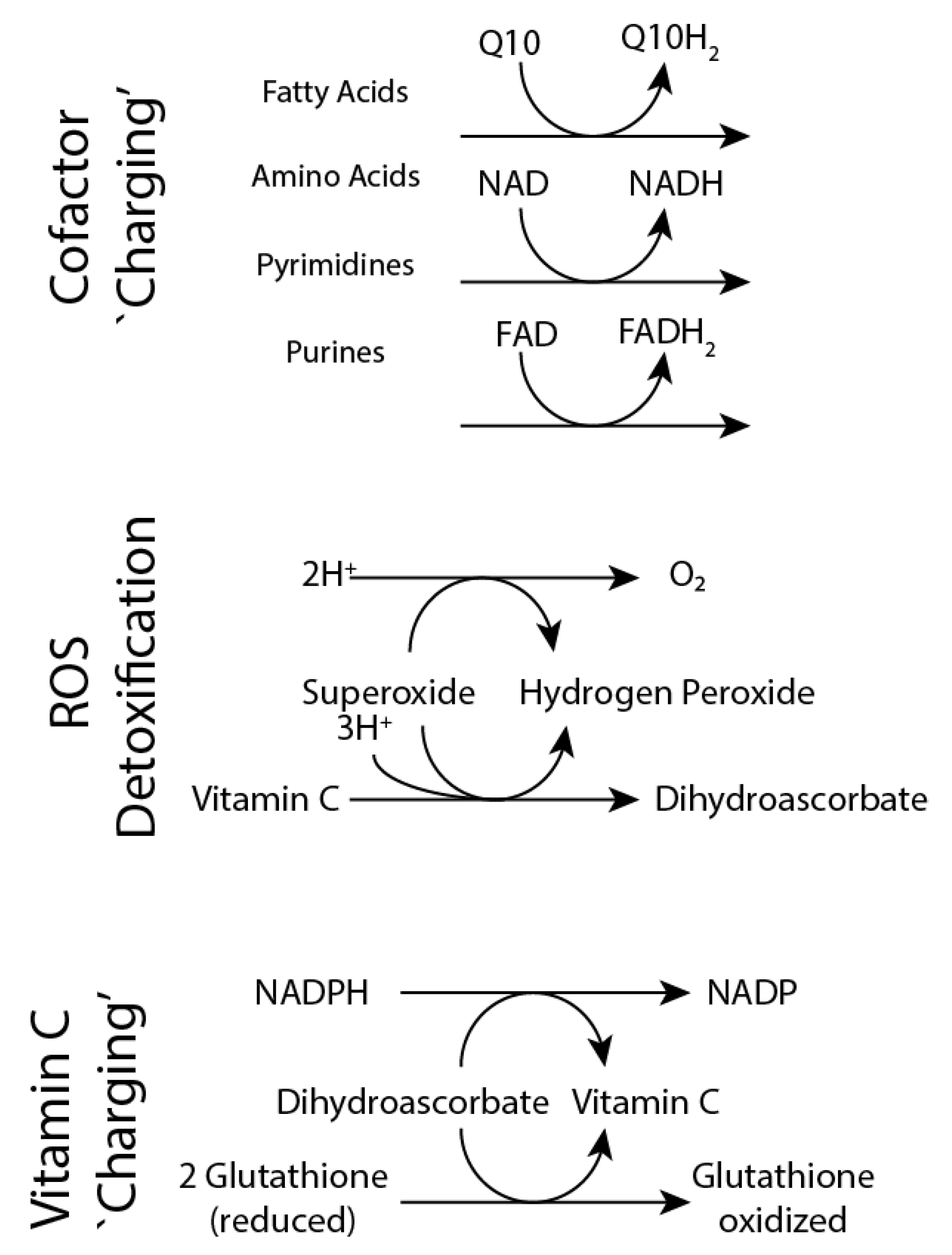 Antioxidants 12 00780 g009 Antioxidants 12 00780 g009