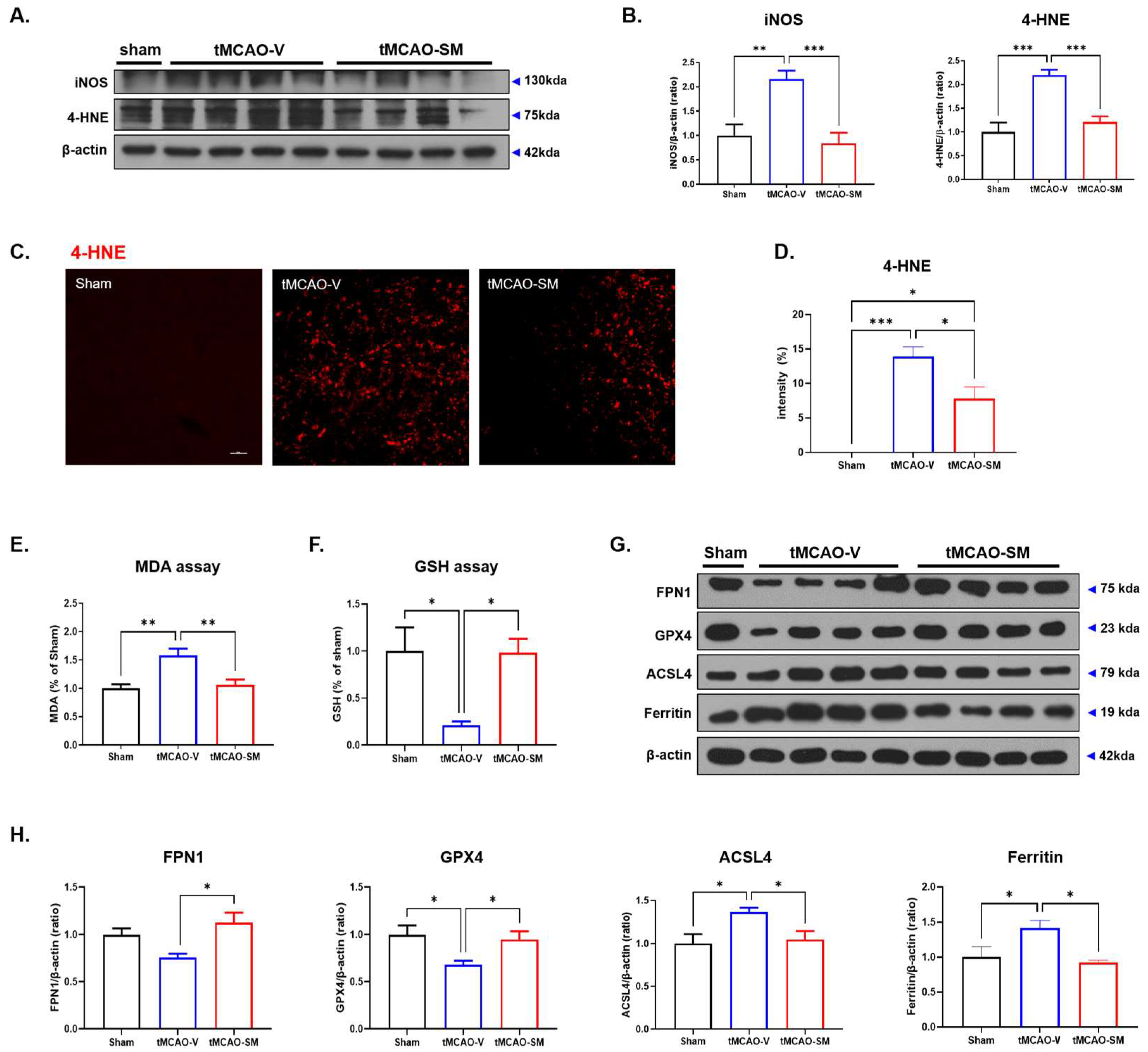 Antioxidants 12 00785 g004