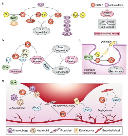 Antioxidants 12 00787 g001
