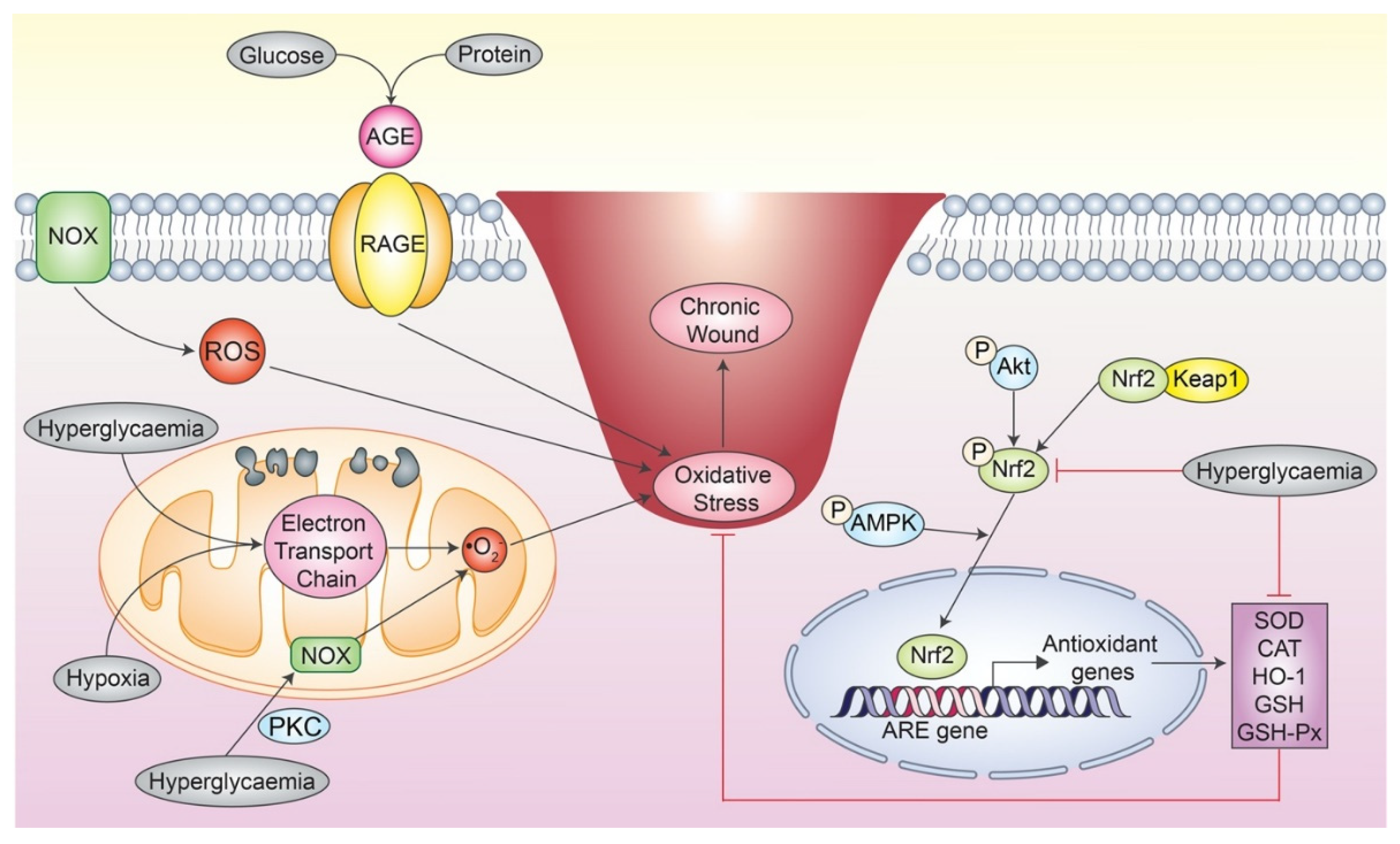 Antioxidants 12 00787 g002 Antioxidants 12 00787 g002