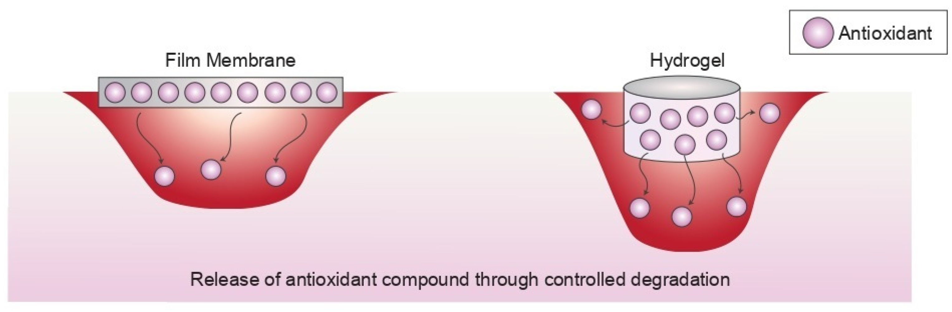 Antioxidants 12 00787 g005 Antioxidants 12 00787 g005