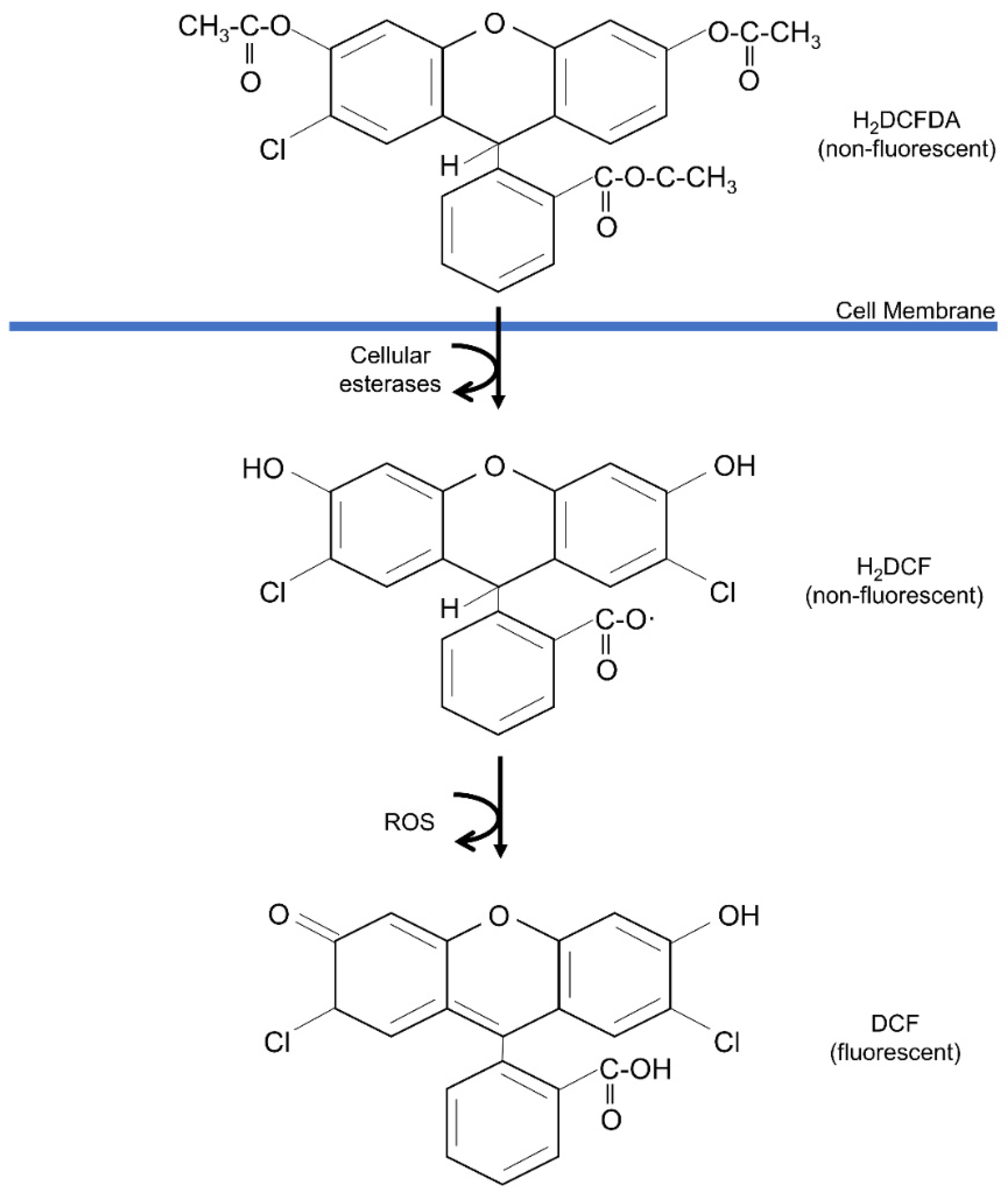 Antioxidants 12 00787 g008 Antioxidants 12 00787 g008