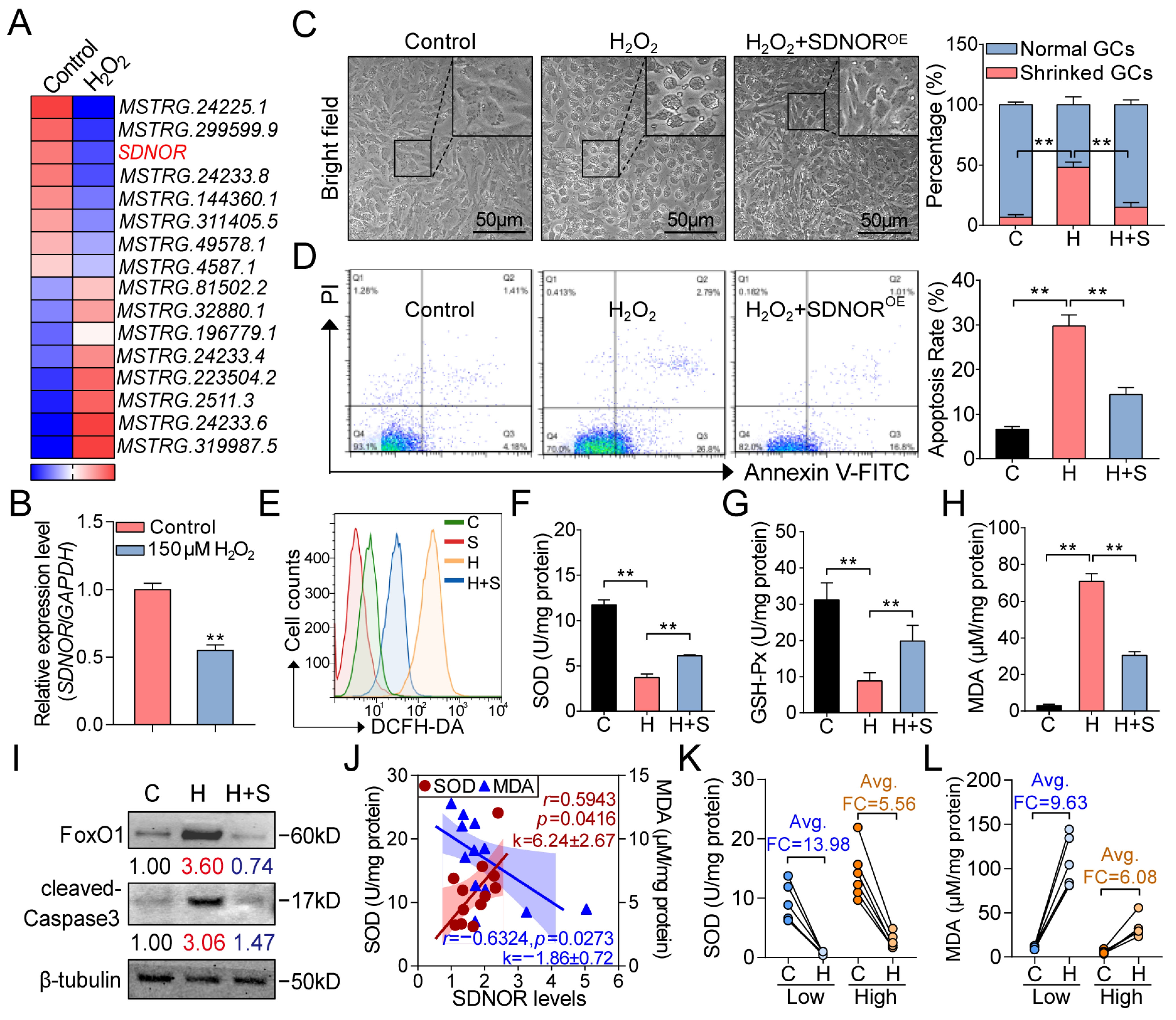 Antioxidants 12 00799 g007