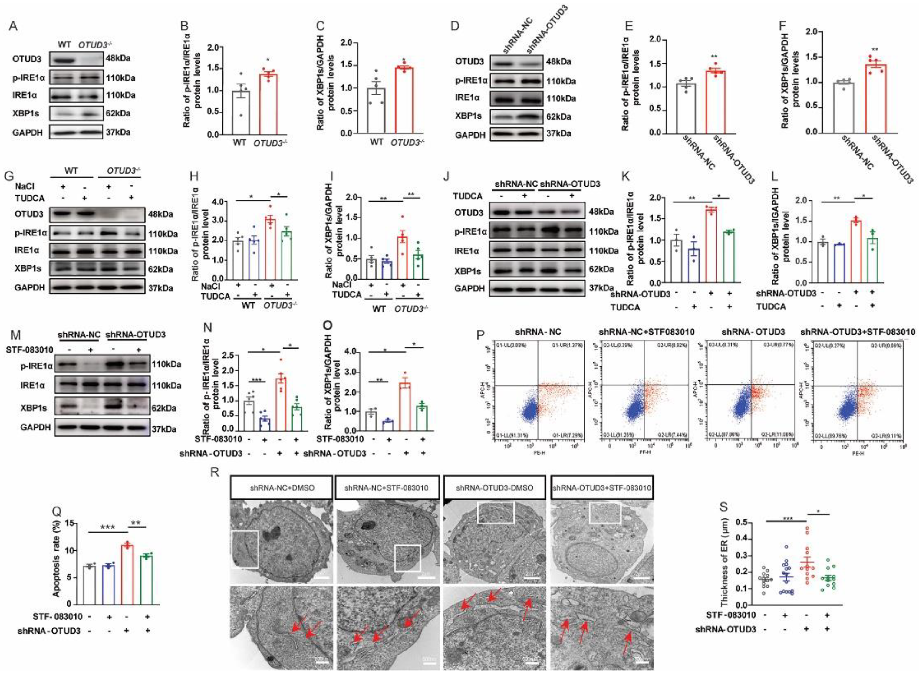 Antioxidants 12 00809 g004