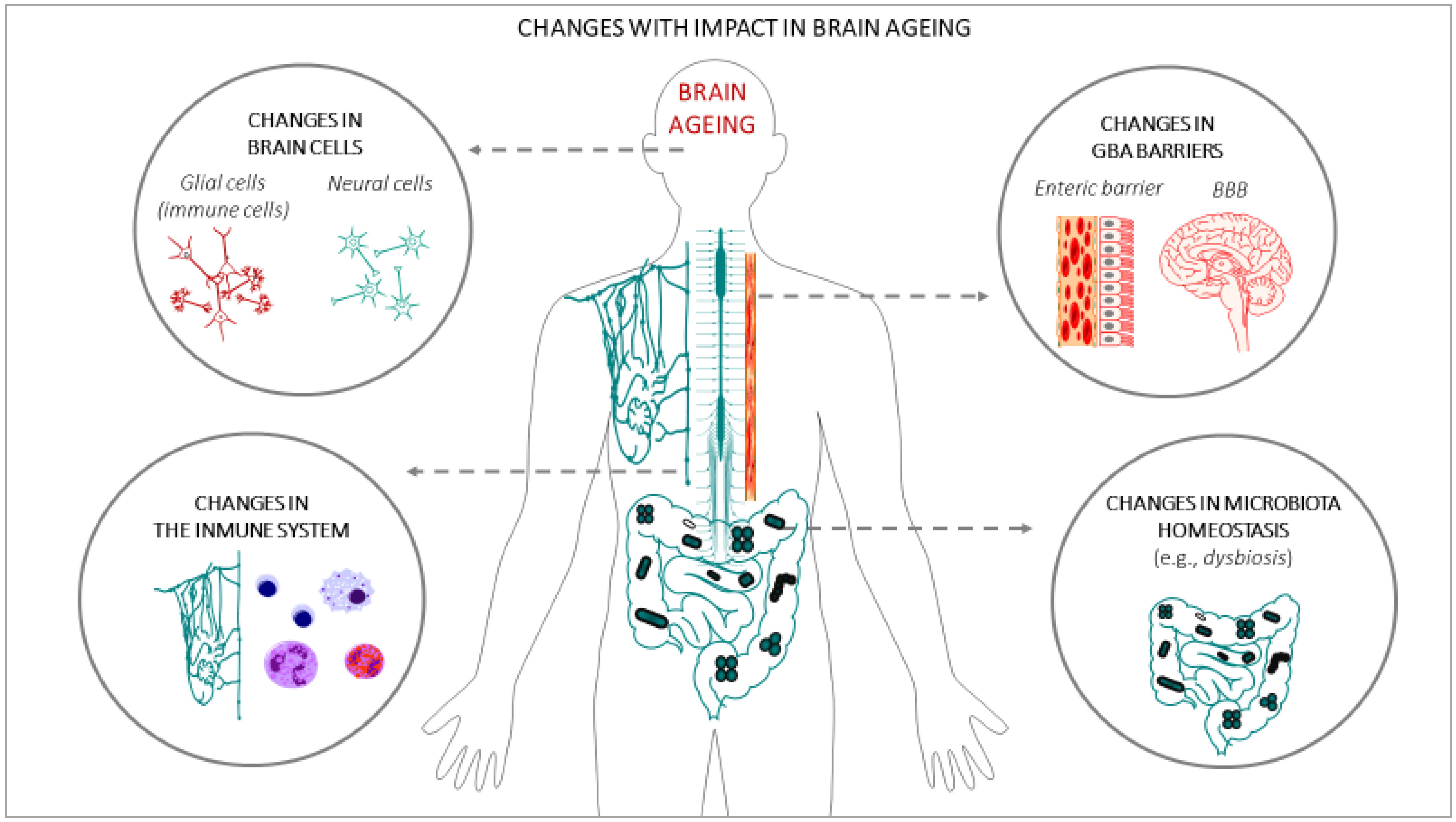 Antioxidants 12 00812 g002 Antioxidants 12 00812 g002