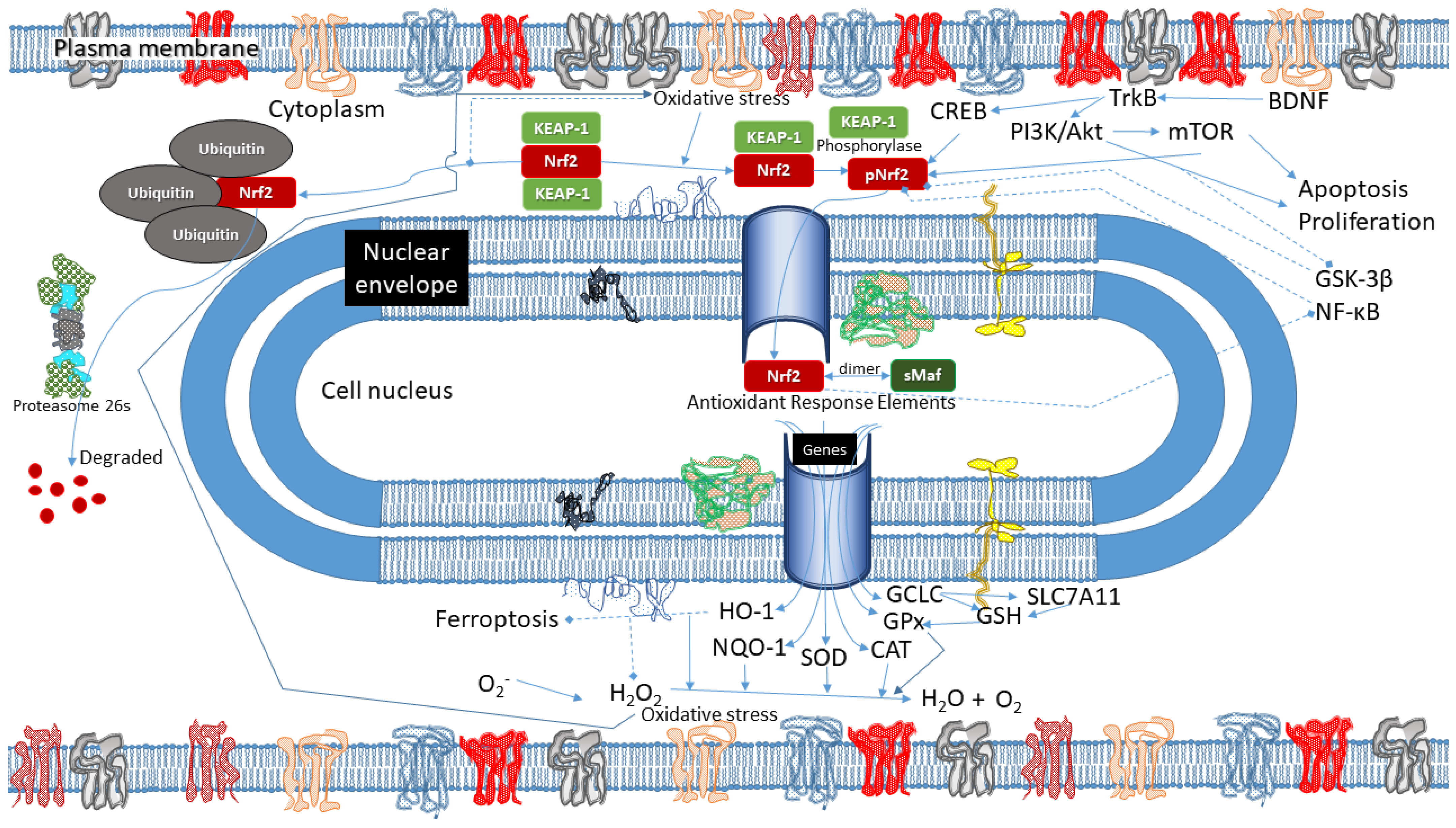 Antioxidants 12 00817 g002 Antioxidants 12 00817 g002