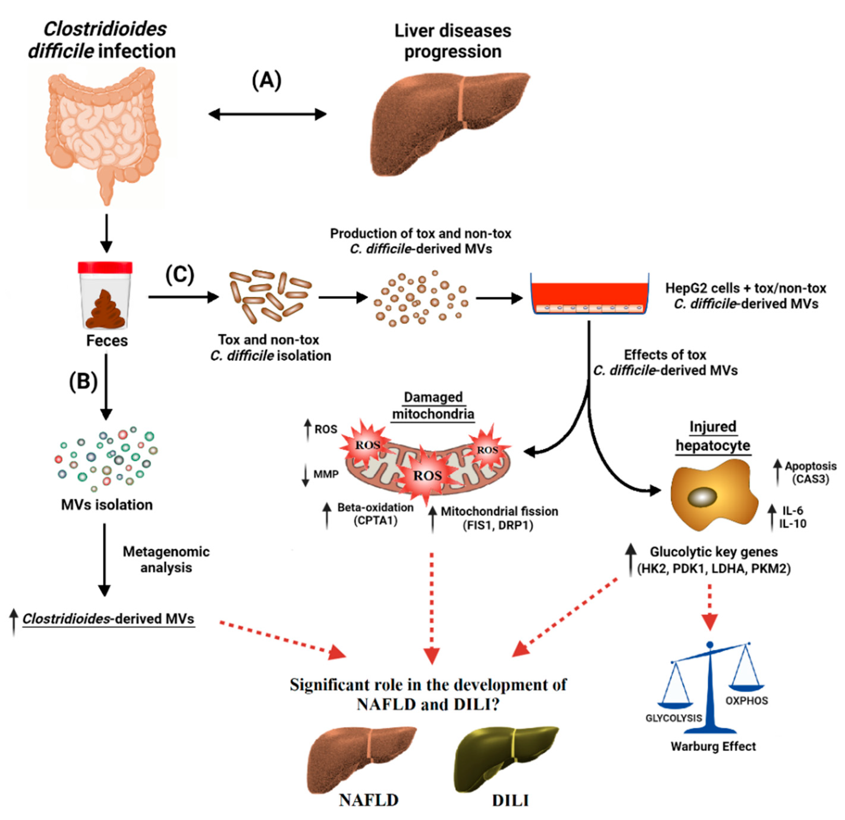 Antioxidants 12 00818 g008 Antioxidants 12 00818 g008
