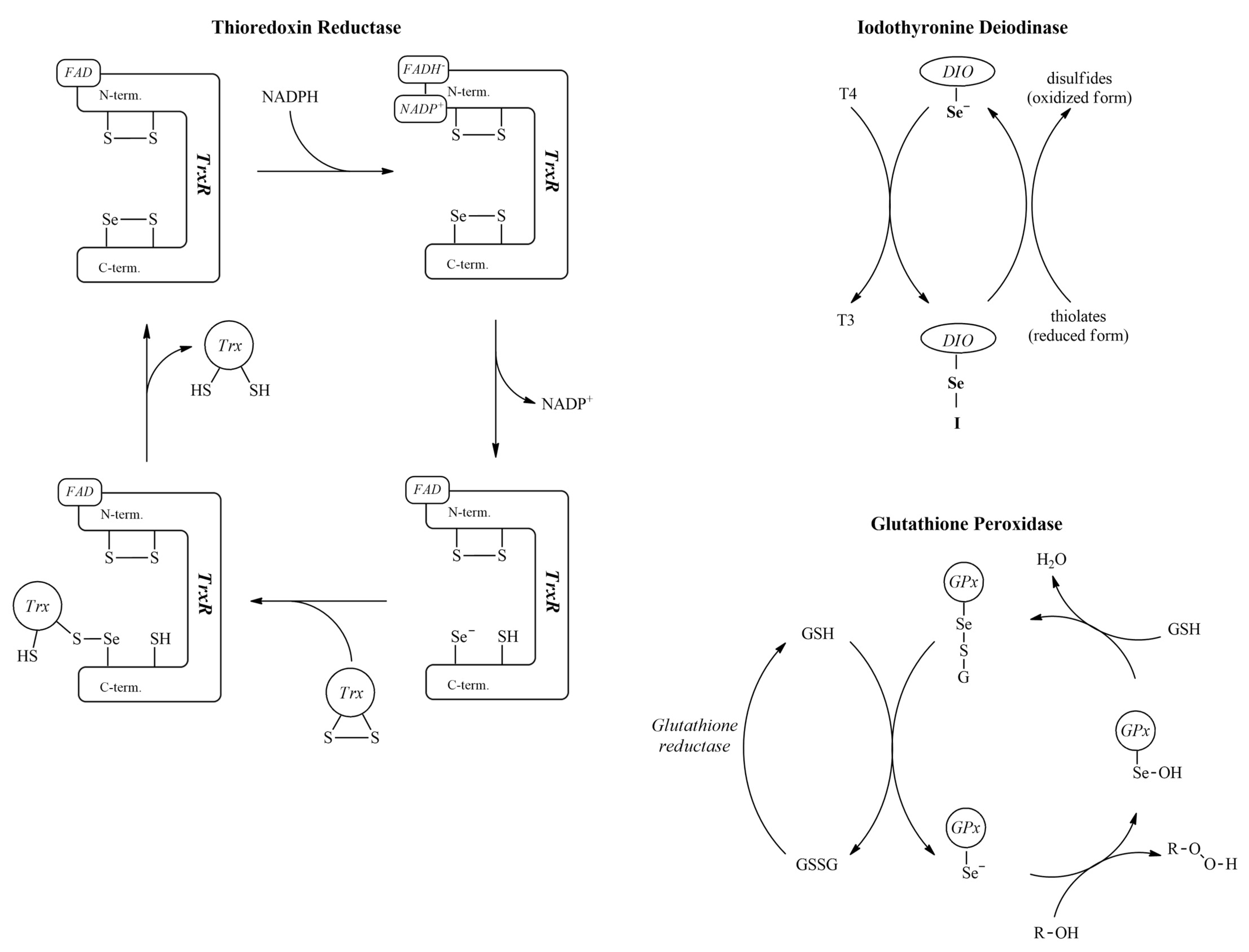Antioxidants 12 00822 g003 Antioxidants 12 00822 g003