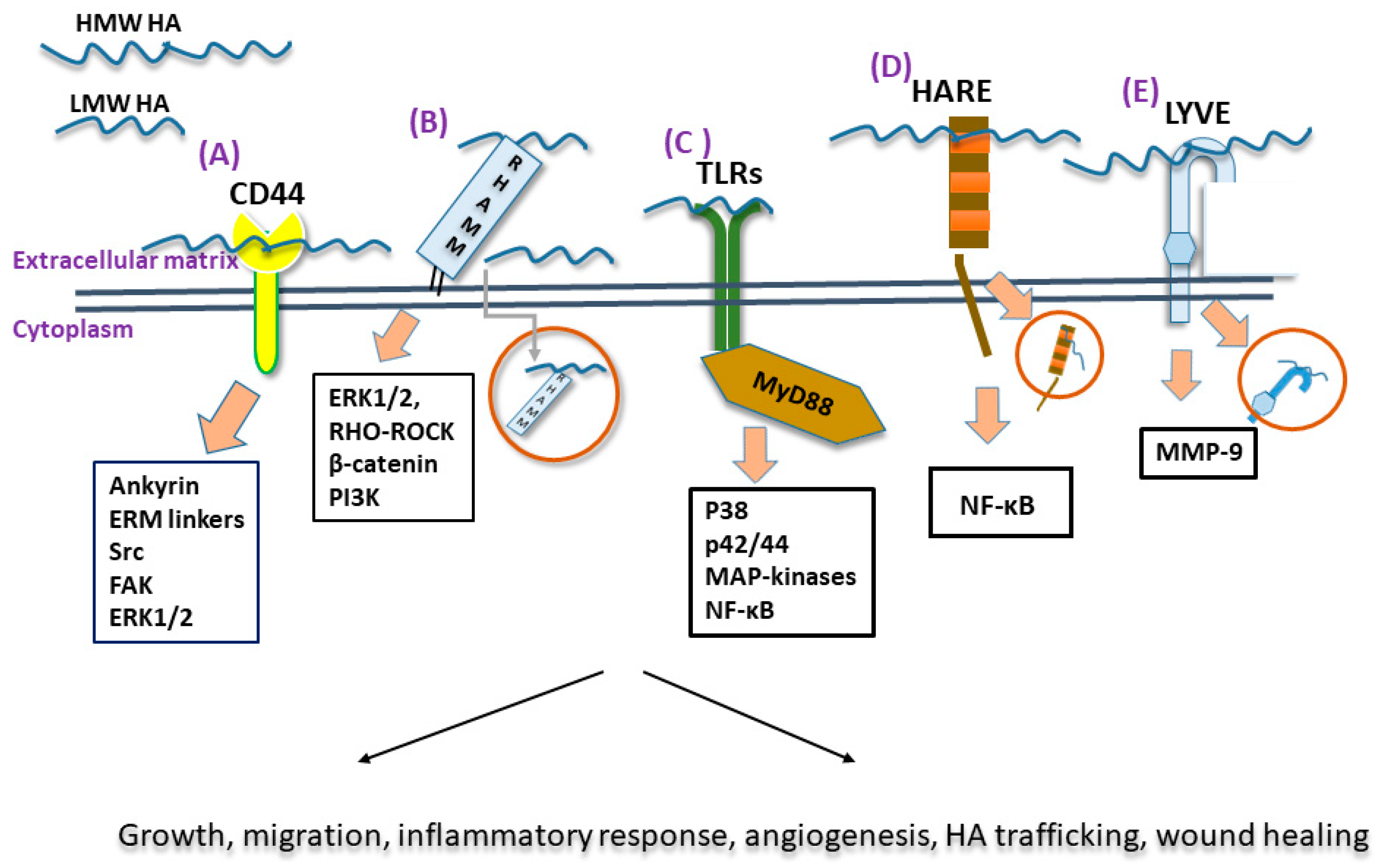Antioxidants 12 00824 g003