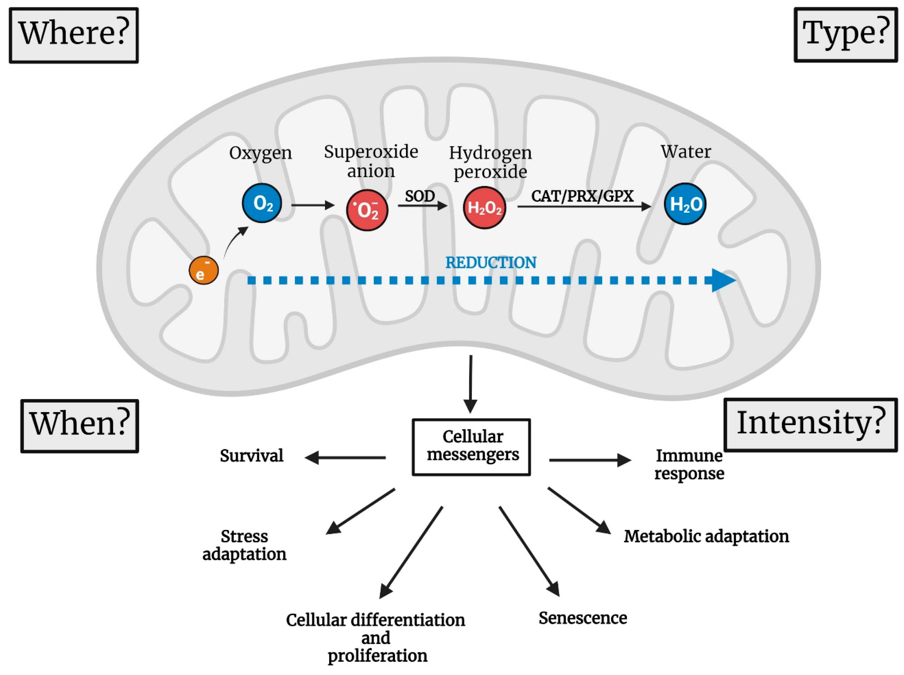 Antioxidants 12 00831 g002