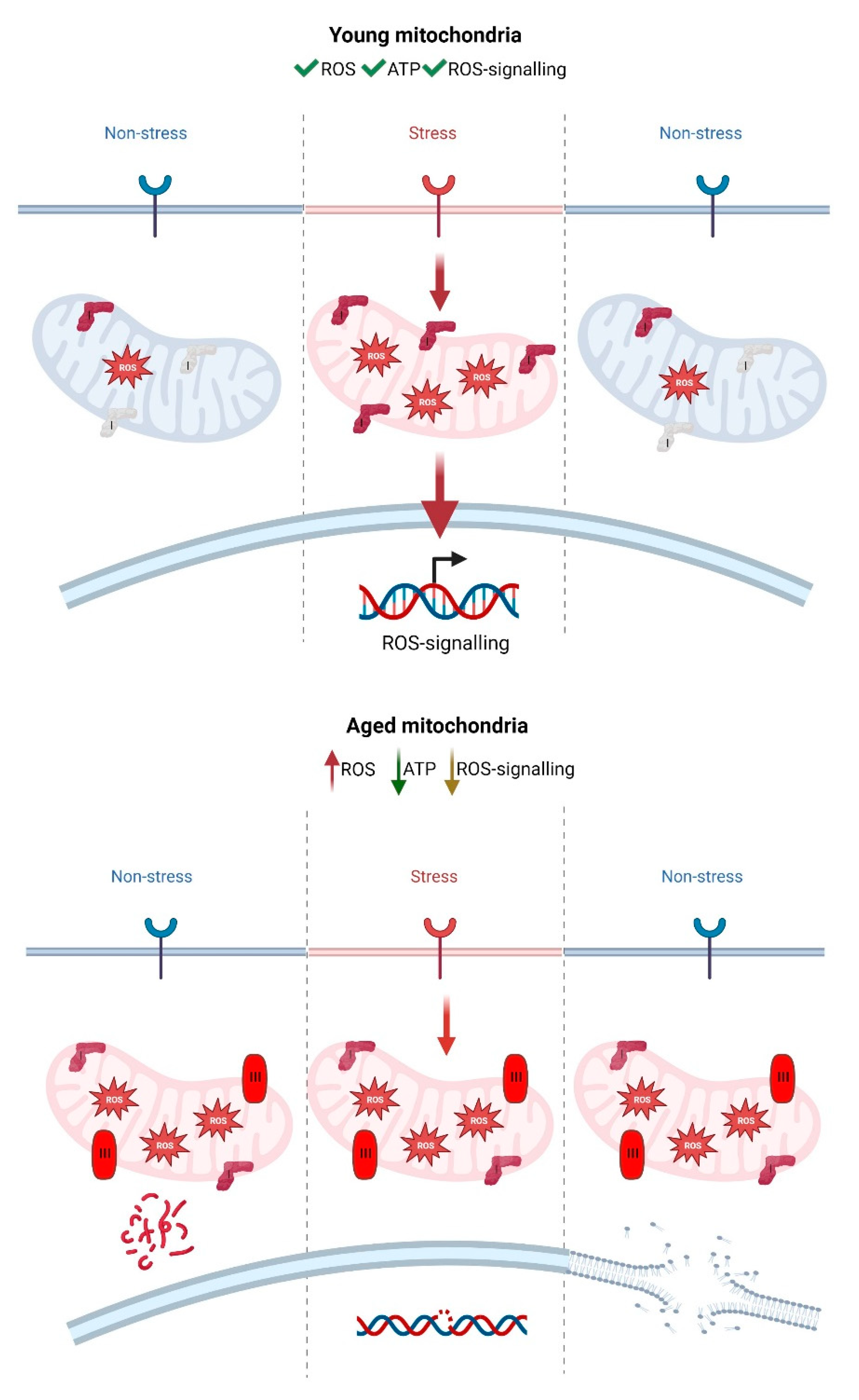 Antioxidants 12 00831 g004