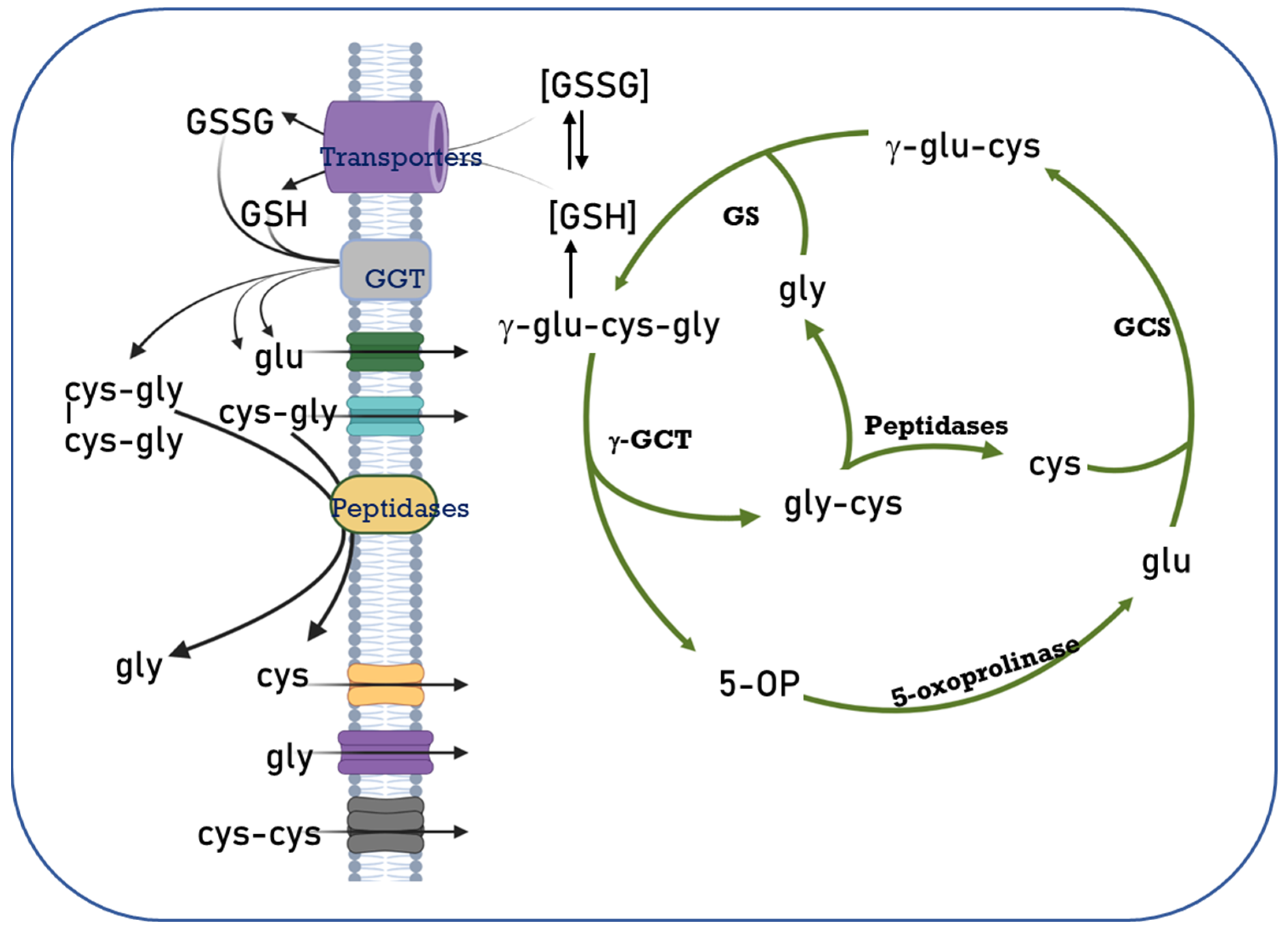 Antioxidants 12 00834 g001