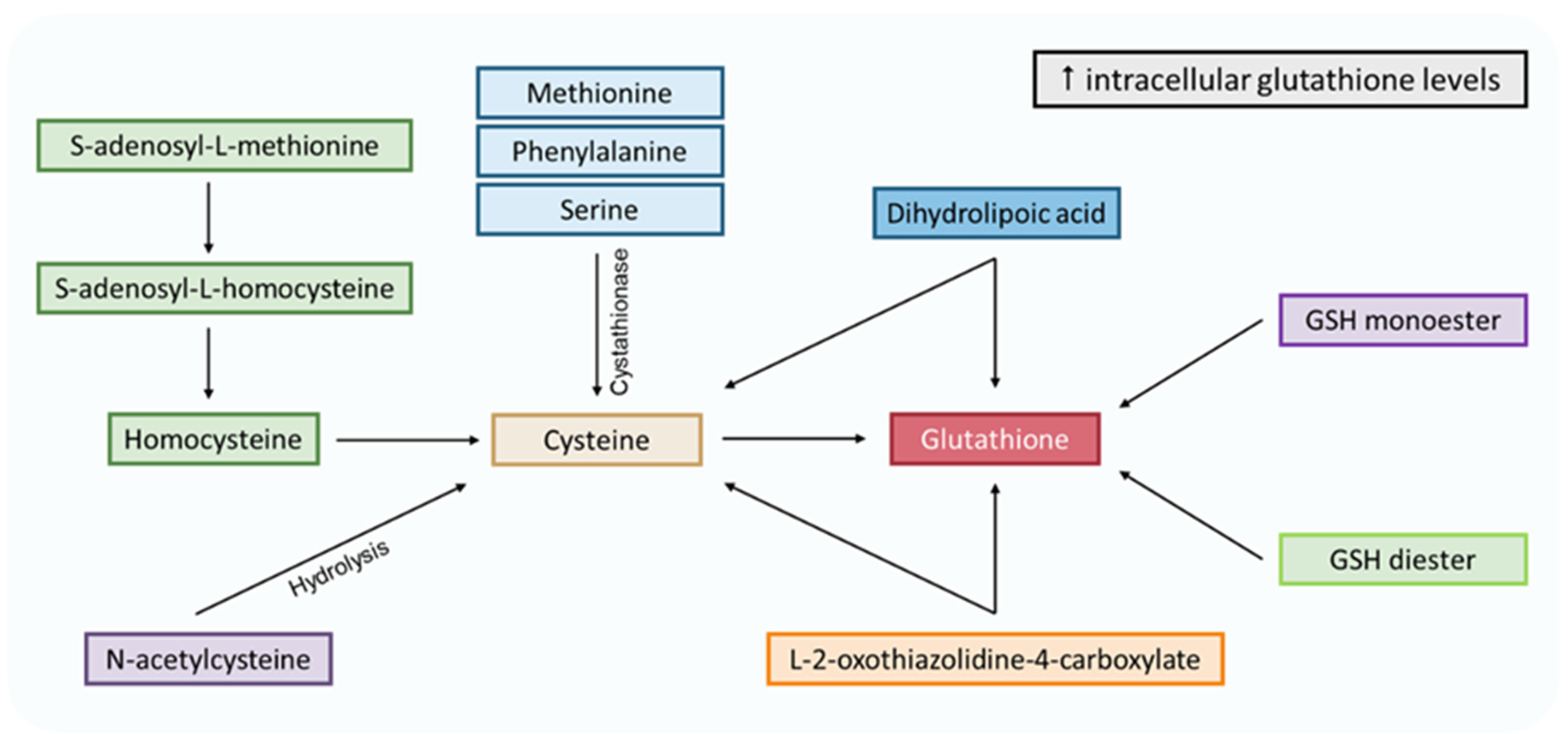 Antioxidants 12 00834 g005