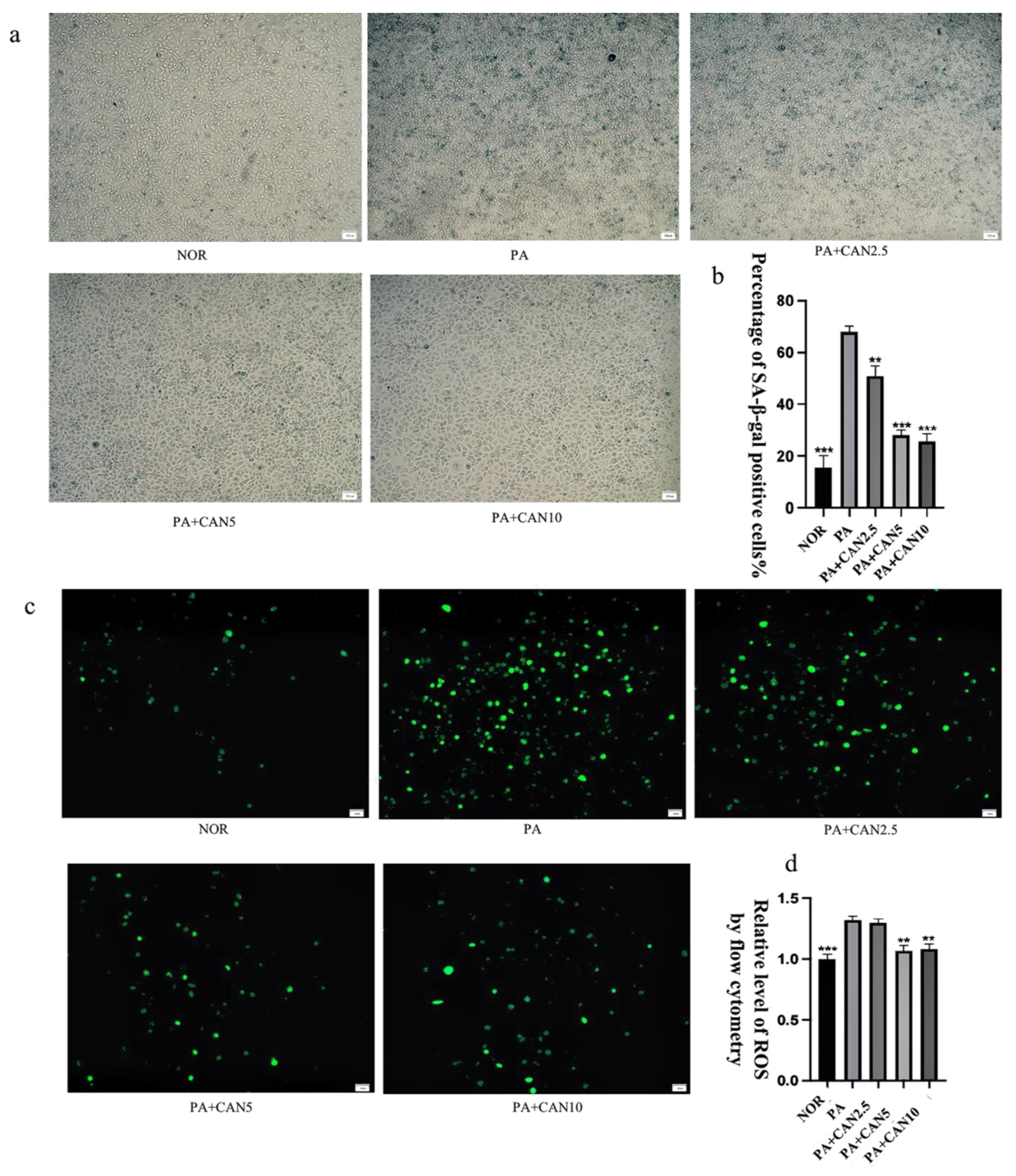 Antioxidants 12 00838 g003 Antioxidants 12 00838 g003