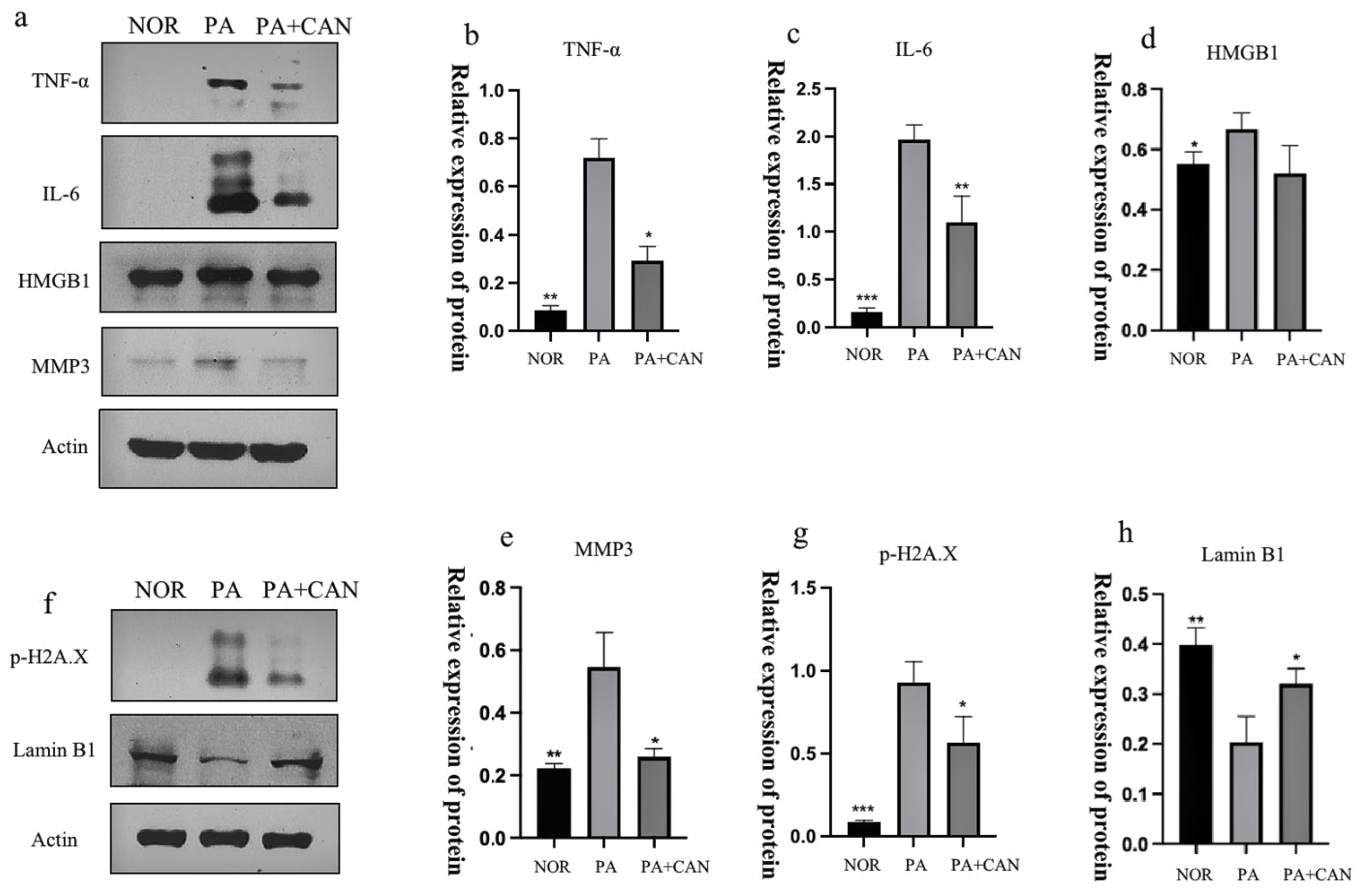 Antioxidants 12 00838 g004 Antioxidants 12 00838 g004