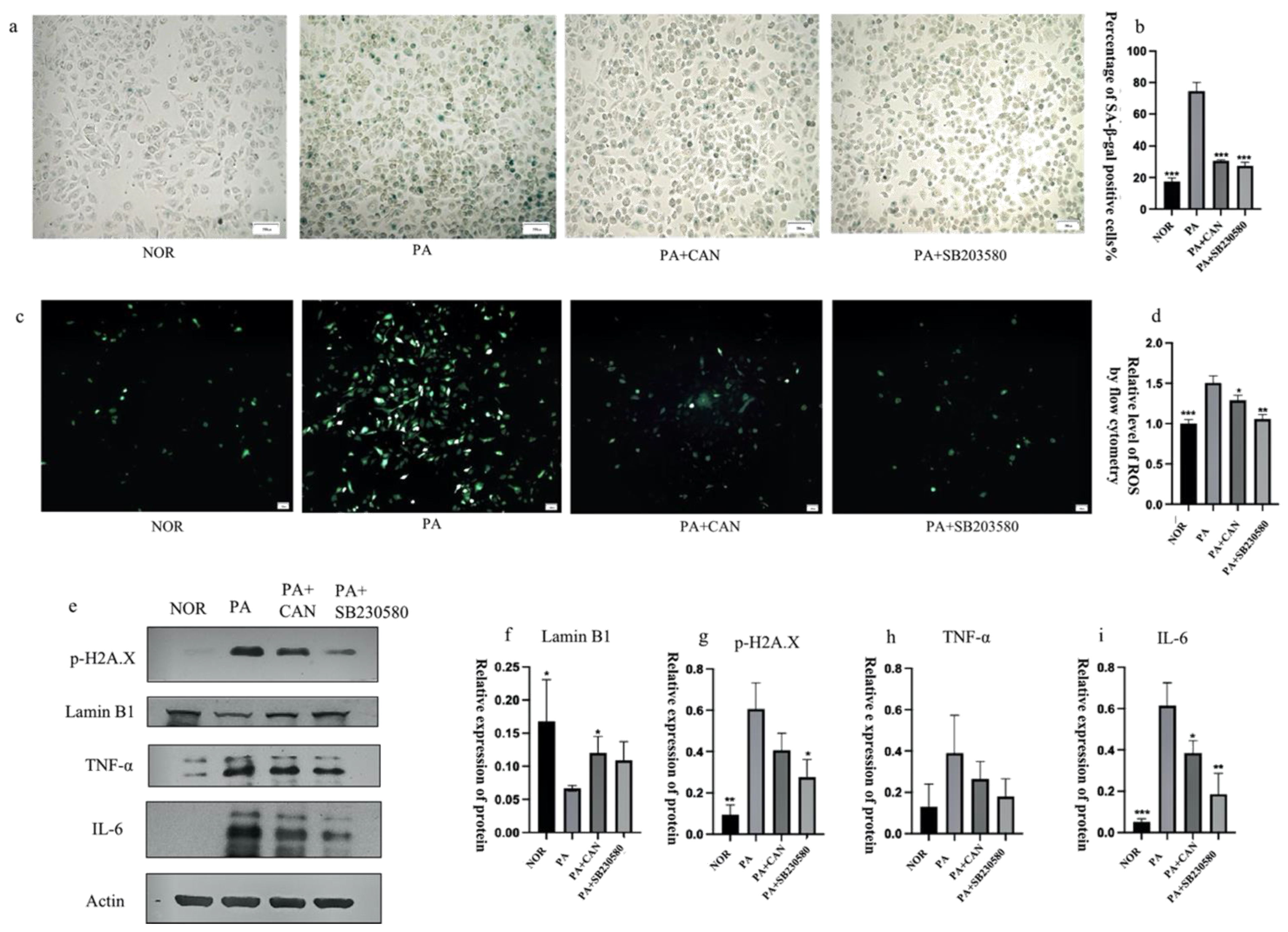 Antioxidants 12 00838 g007 Antioxidants 12 00838 g007