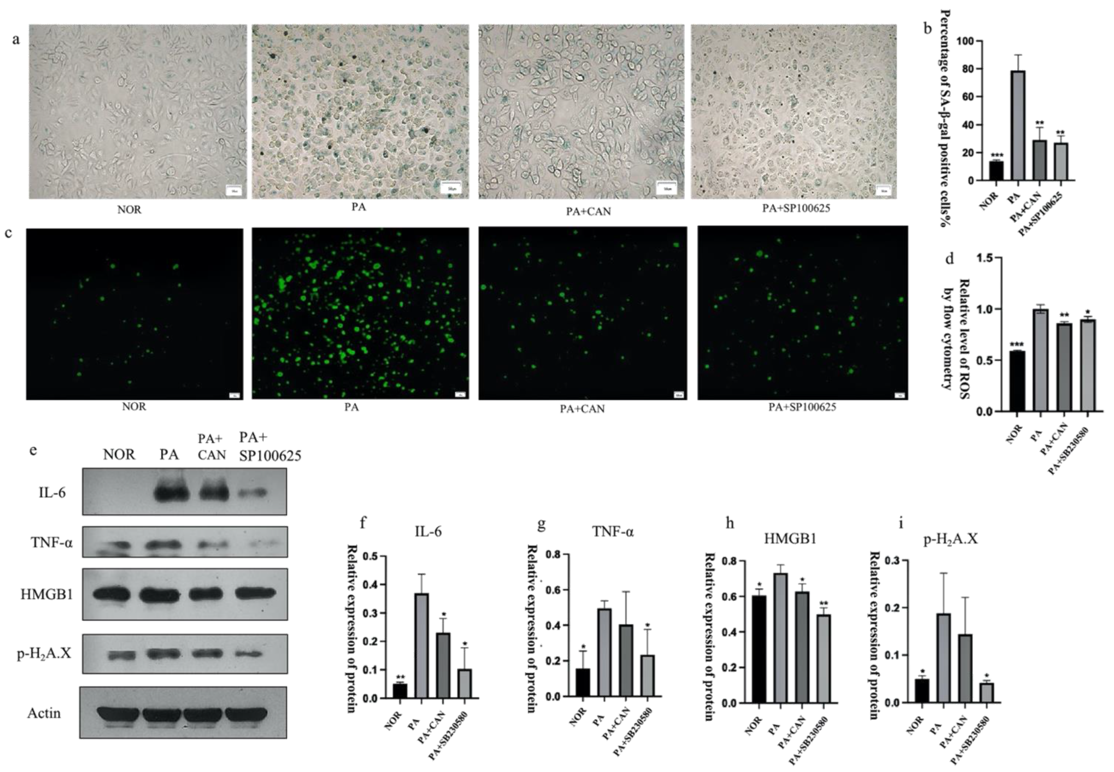Antioxidants 12 00838 g009 Antioxidants 12 00838 g009