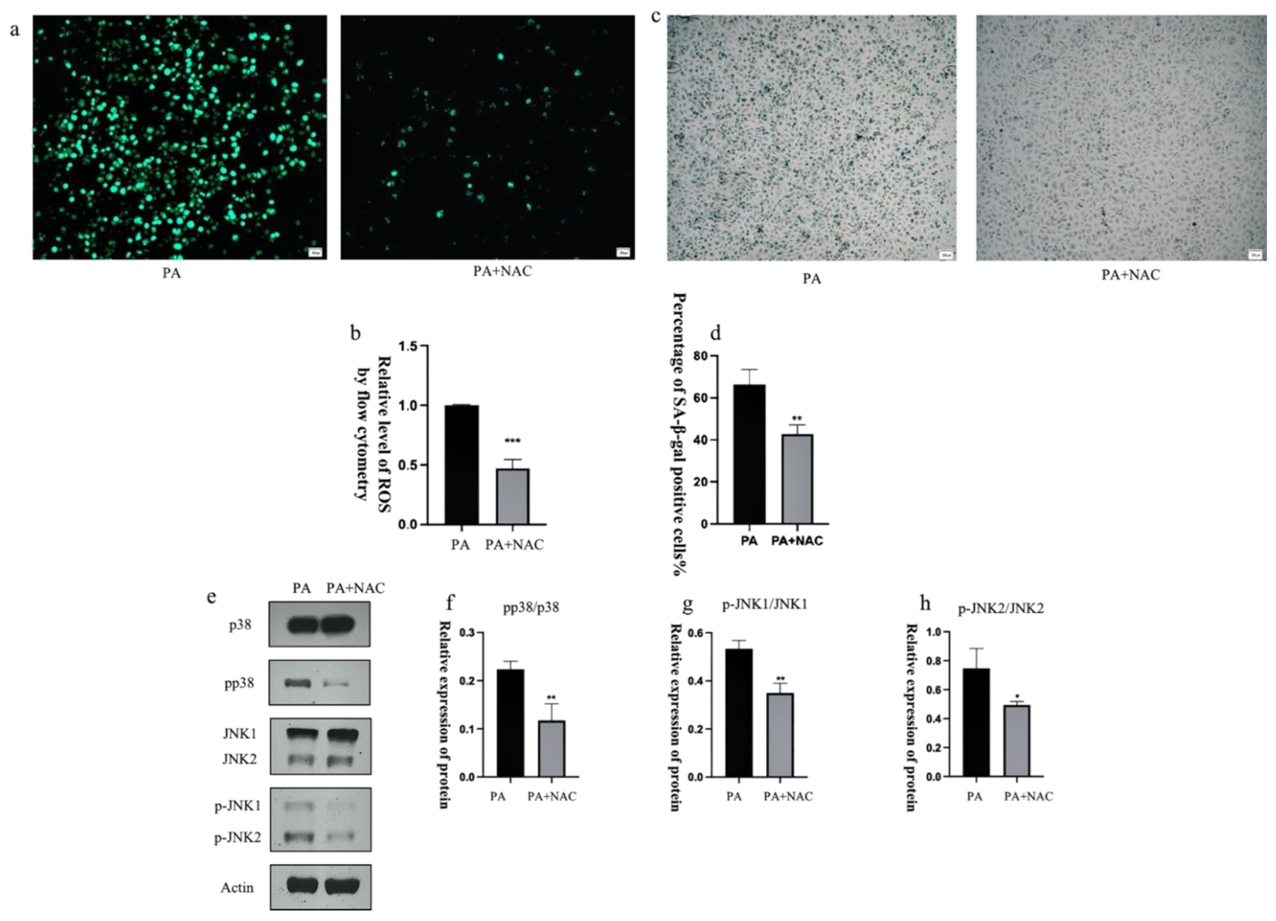 Antioxidants 12 00838 g011 Antioxidants 12 00838 g011
