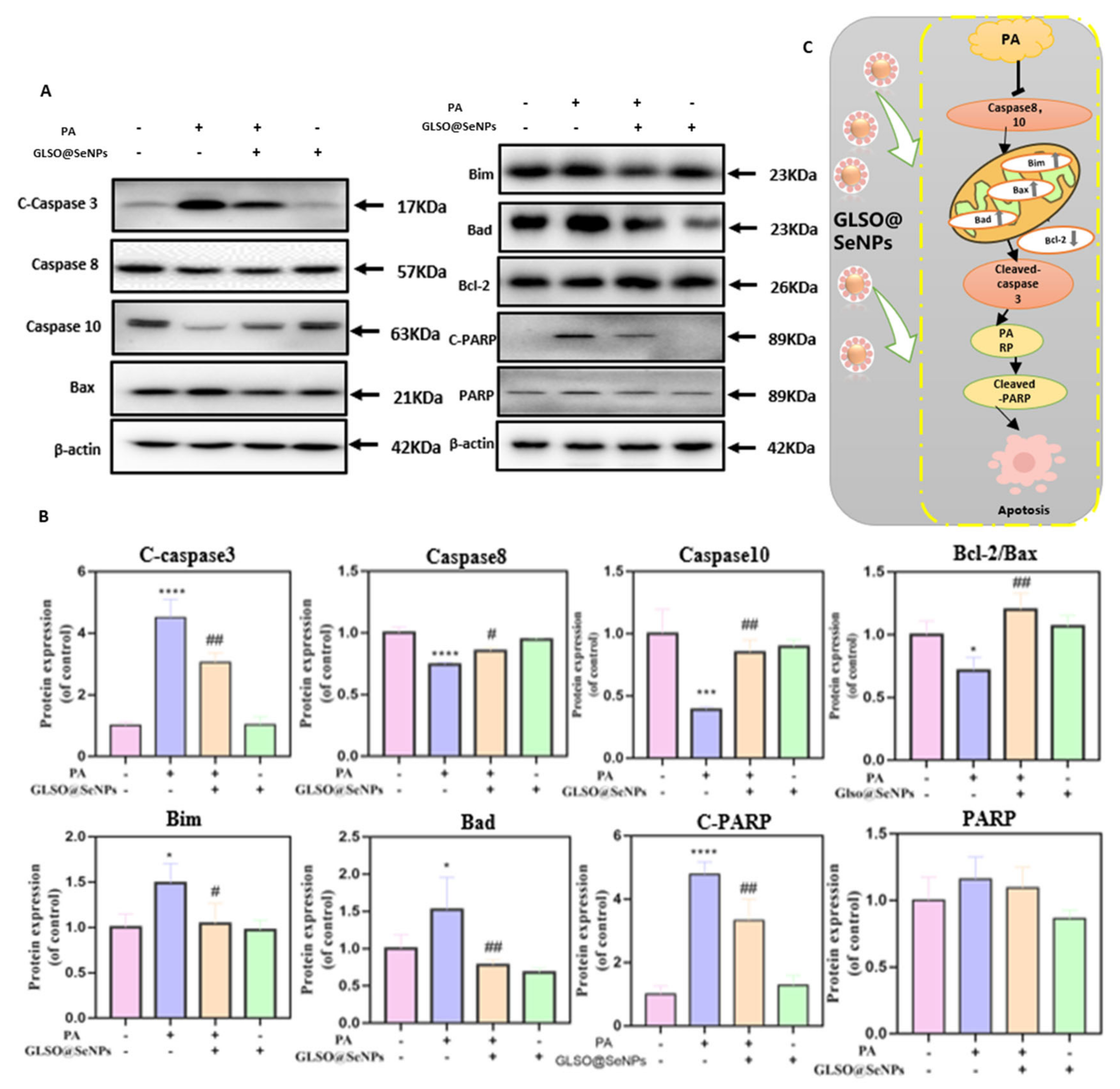 Antioxidants 12 00840 g009
