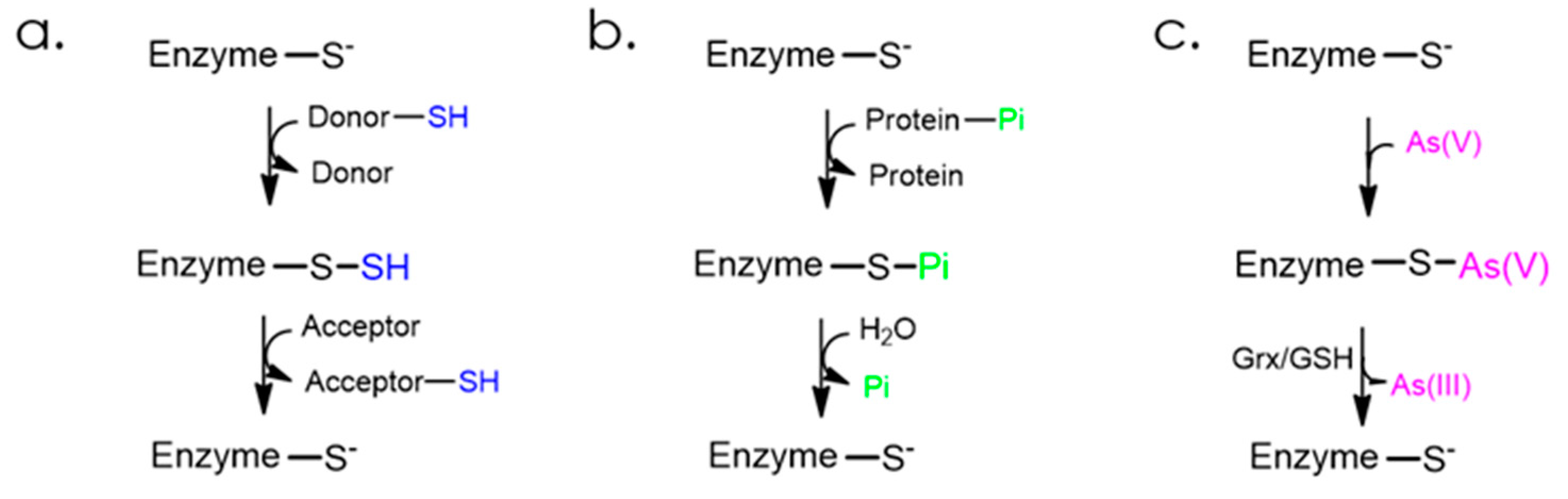 Antioxidants 12 00843 g002