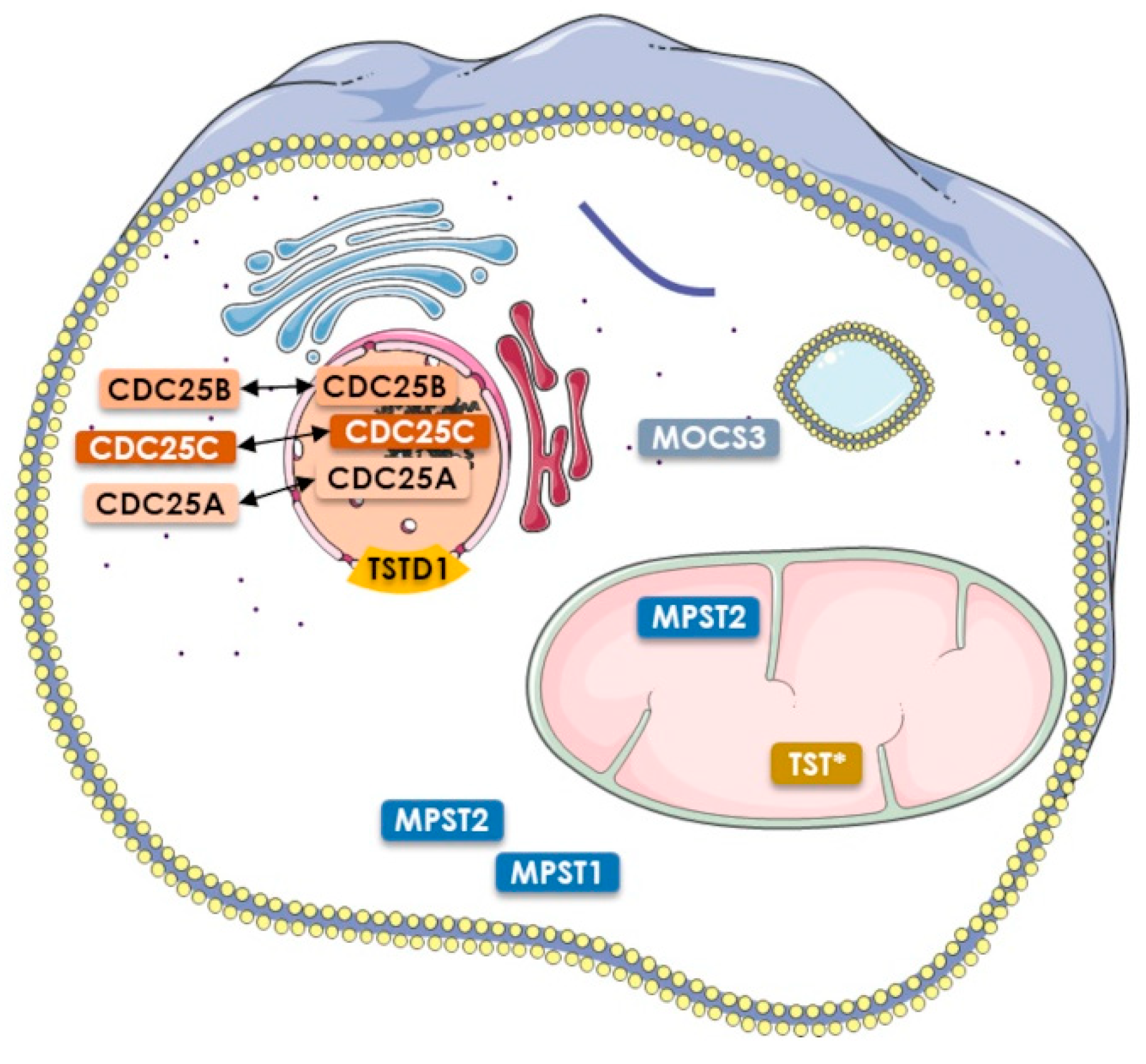 Antioxidants 12 00843 g004