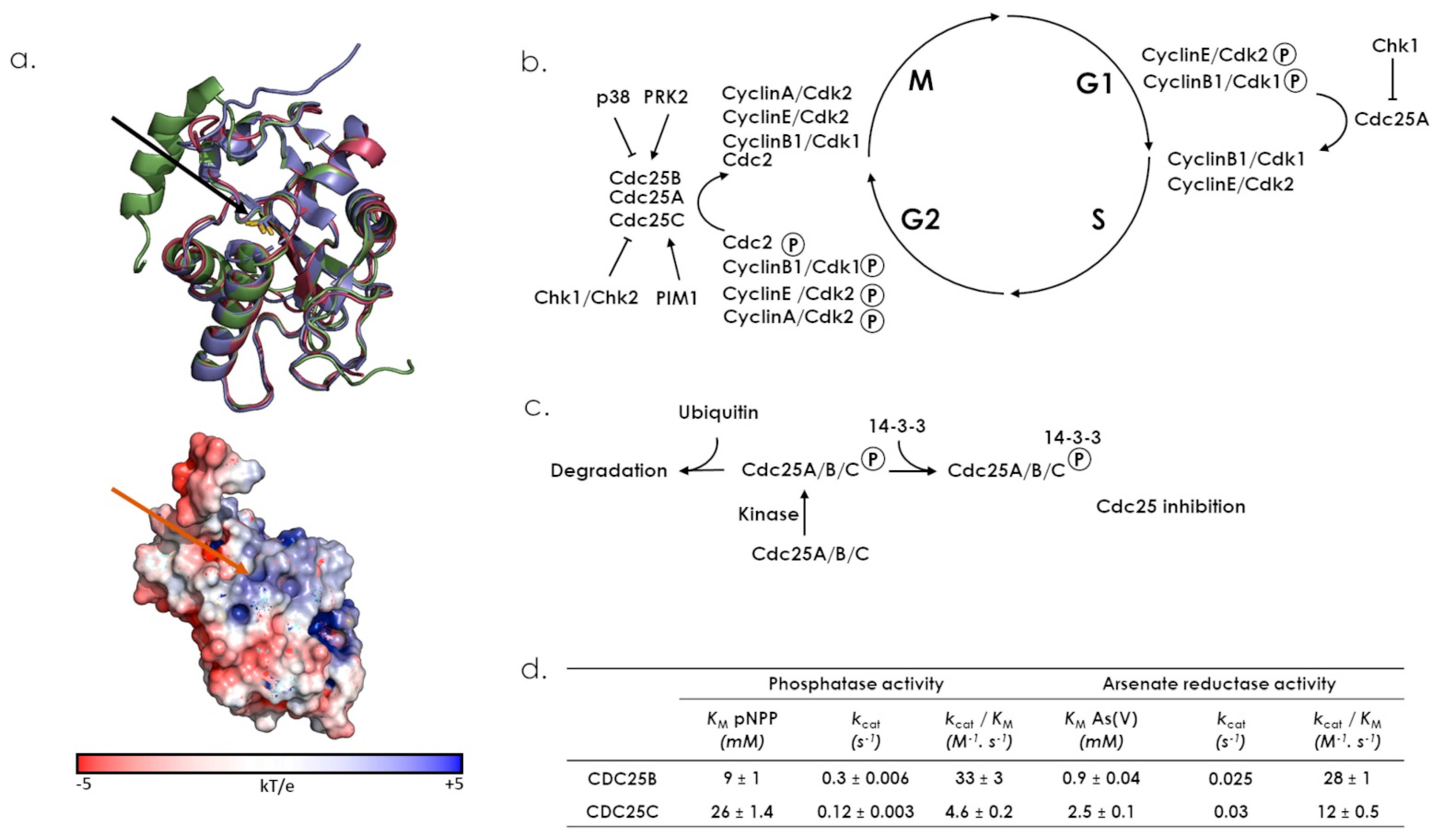 Antioxidants 12 00843 g008