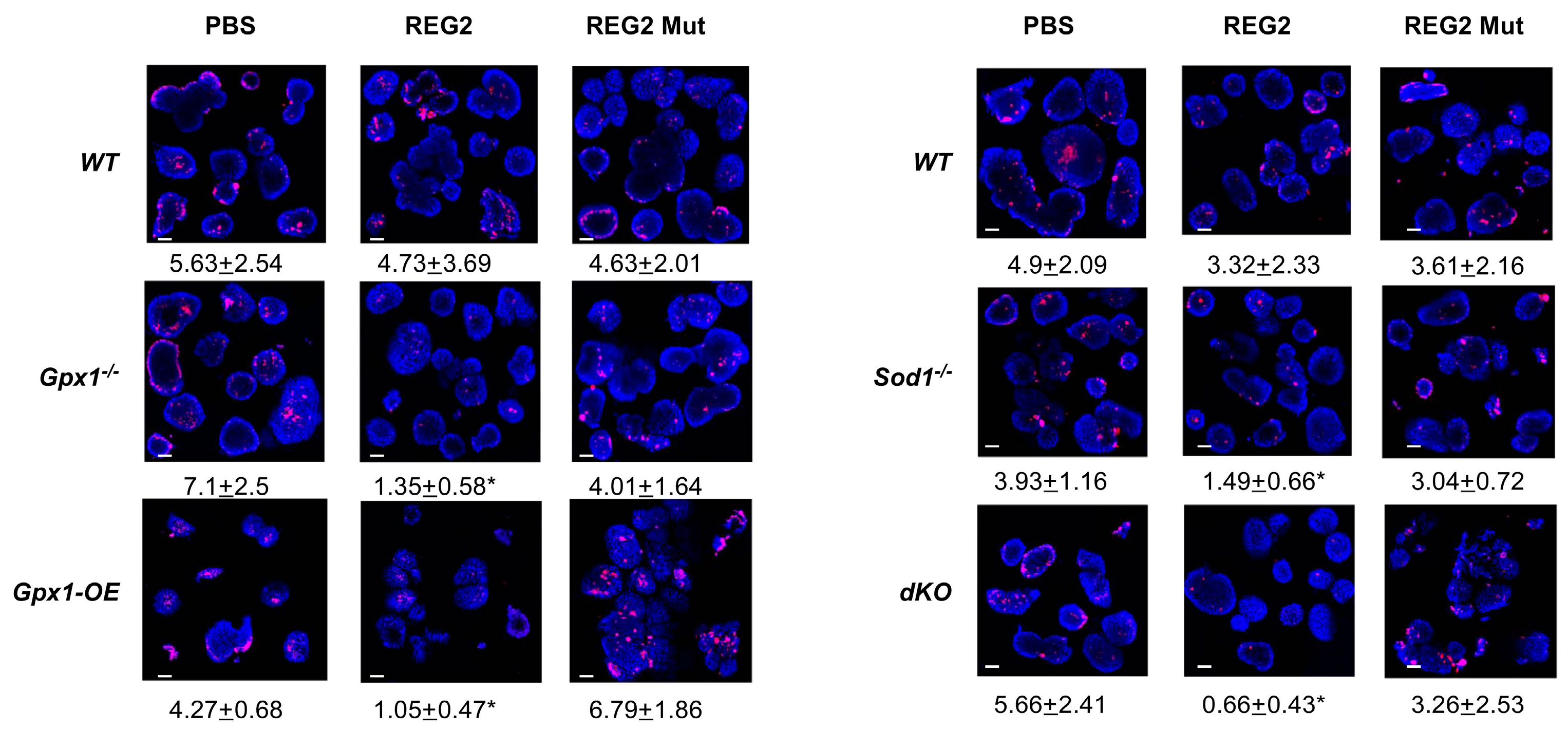 Antioxidants 12 00849 g002