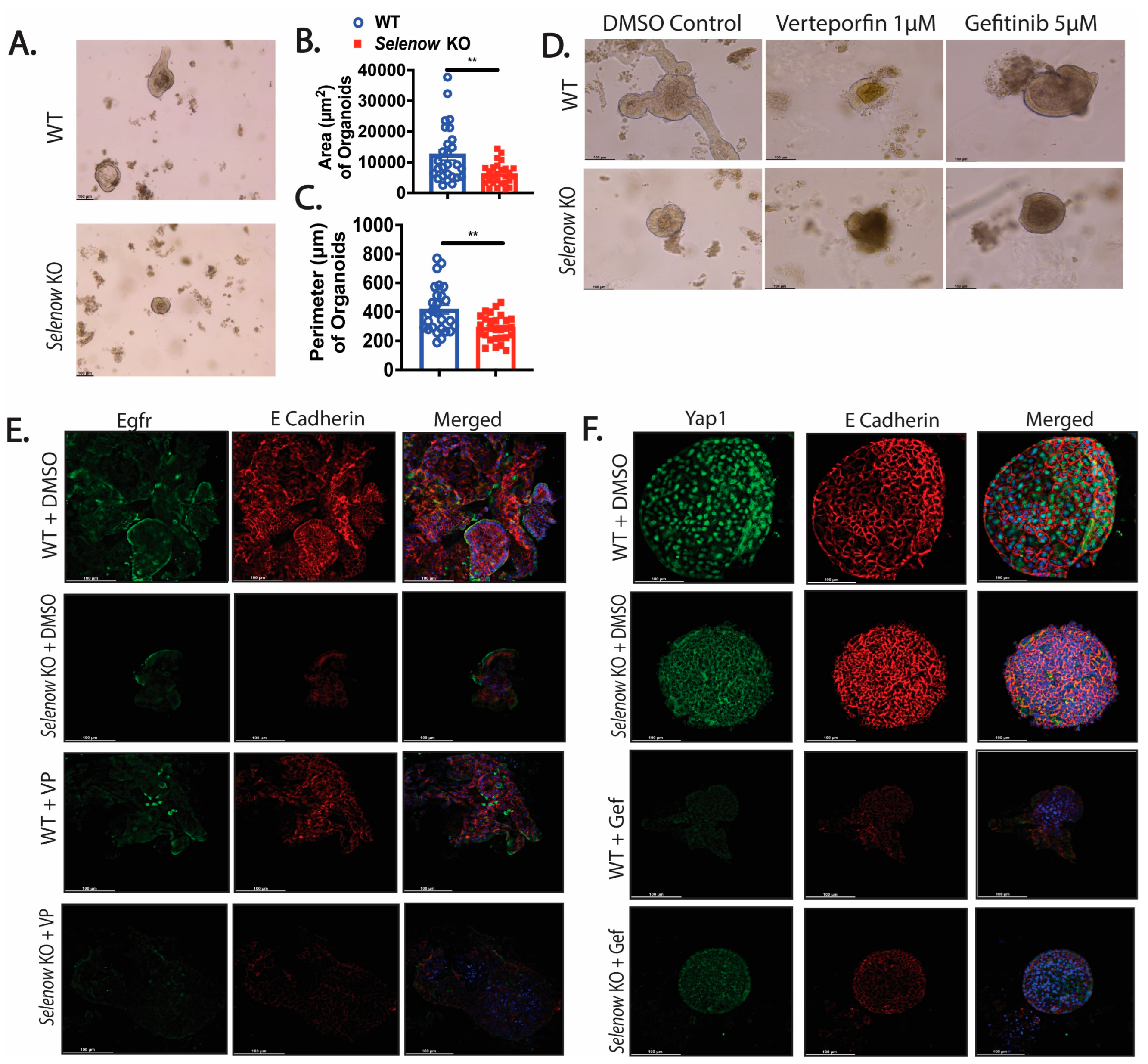 Antioxidants 12 00850 g008