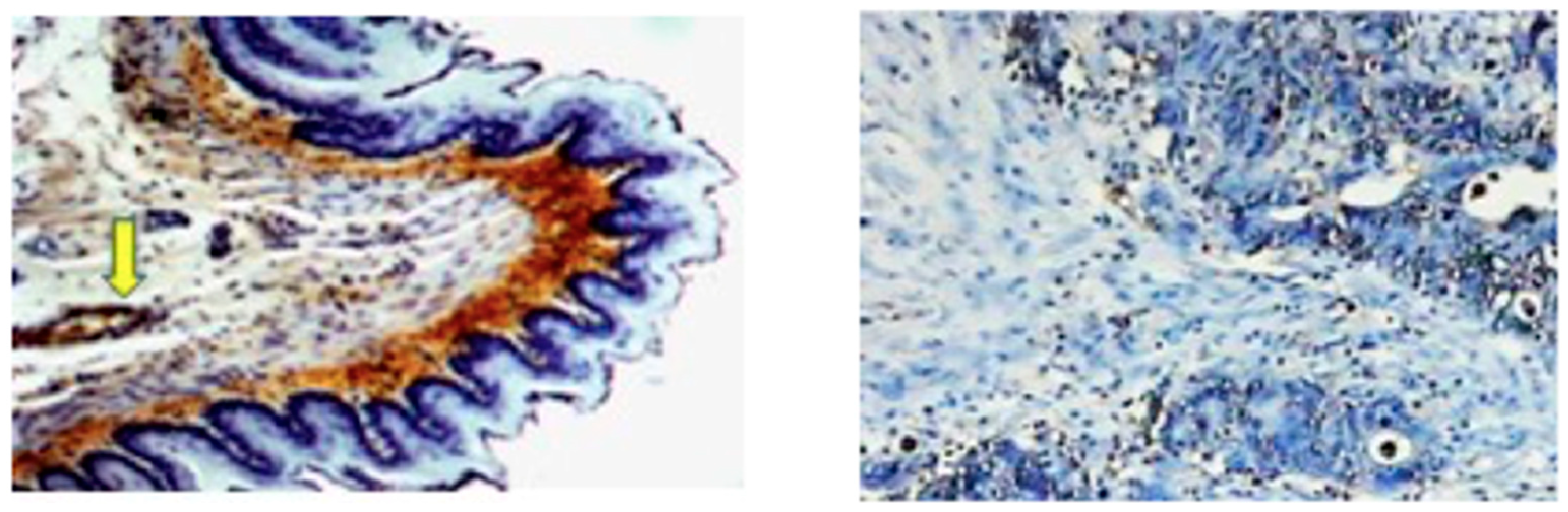 Antioxidants 12 00856 g002